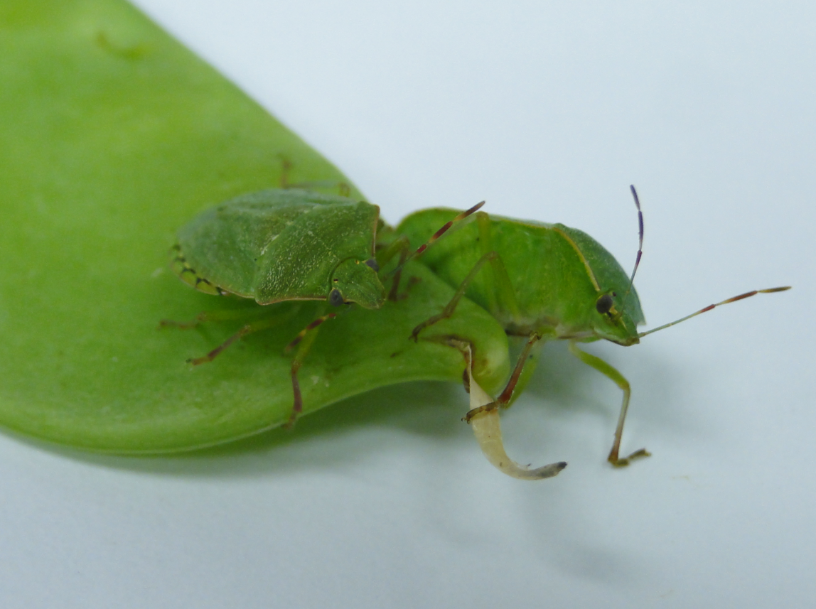 Nezara viridula . Fotografía: Emiliano Cantón