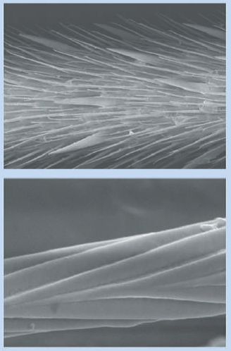 Imagen tomada de X. Gao. Arriba: microsetas en las patas. Abajo: nanosurcos en las microsetas