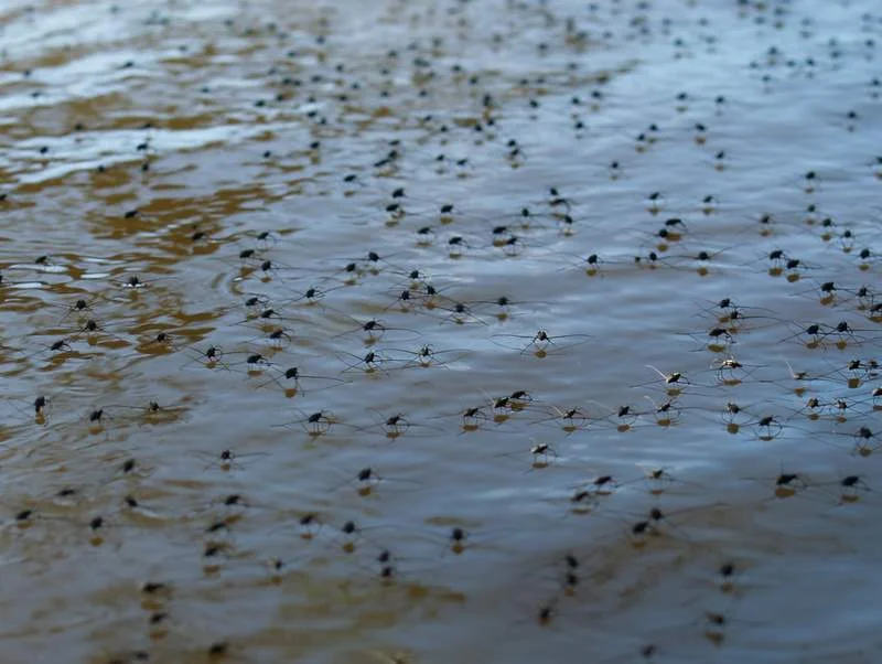 “WaterStriders” de Hunter Desportes , bajo licencia CreativeCommons
