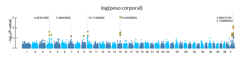Figura 1. Imagen reproducida con pequeñas modificaciones de Boyko AR, et al., 2010. A Simple Genetic Architecture Underlies Morphological Variation in Dogs (ver bibliografía para más detalles).