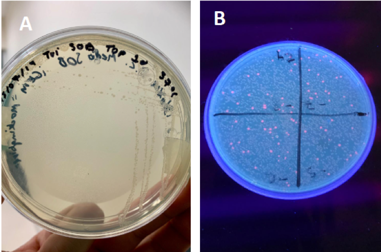 Imagen 4. Bacterias antes y después de ser transformadas. Fuente: https://2019.igem.org/Team:TecMonterrey_GDL