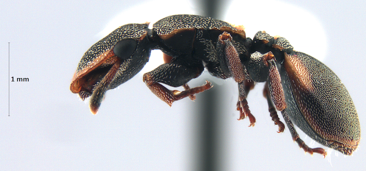    Hormiga de la especie  Cephalotes scutulatus  colectada en la Reserva de la Biosfera Los Tuxtlas, Veracruz. Foto de: Diana Ahuatzin.  
