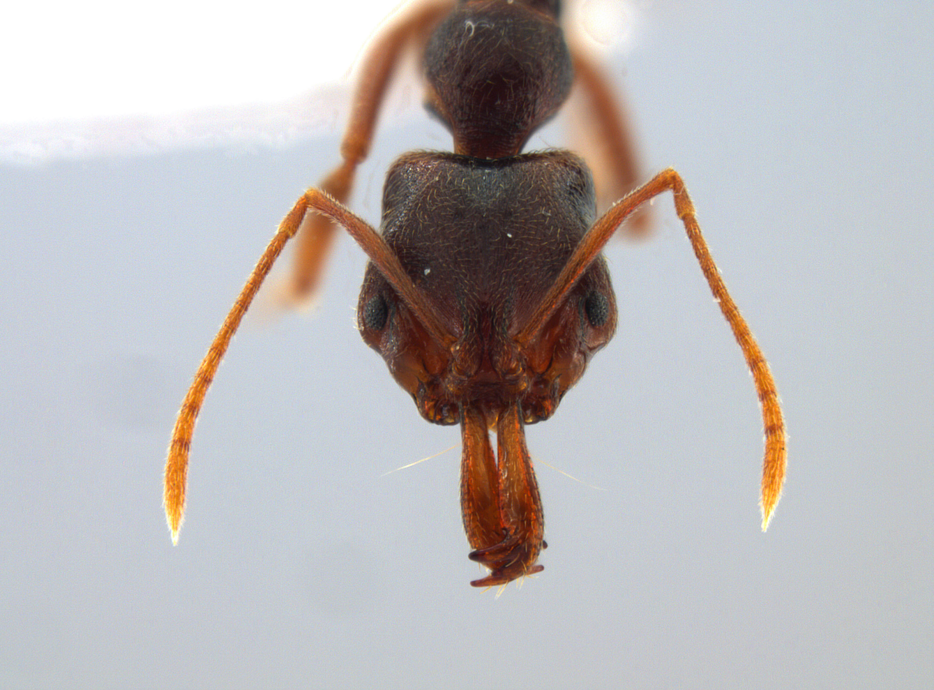  Hormiga de la especie  Anochetus mayri  colectada en la Reserva de la Biosfera Los Tuxtlas. Foto de: Diana Ahuatzin. 