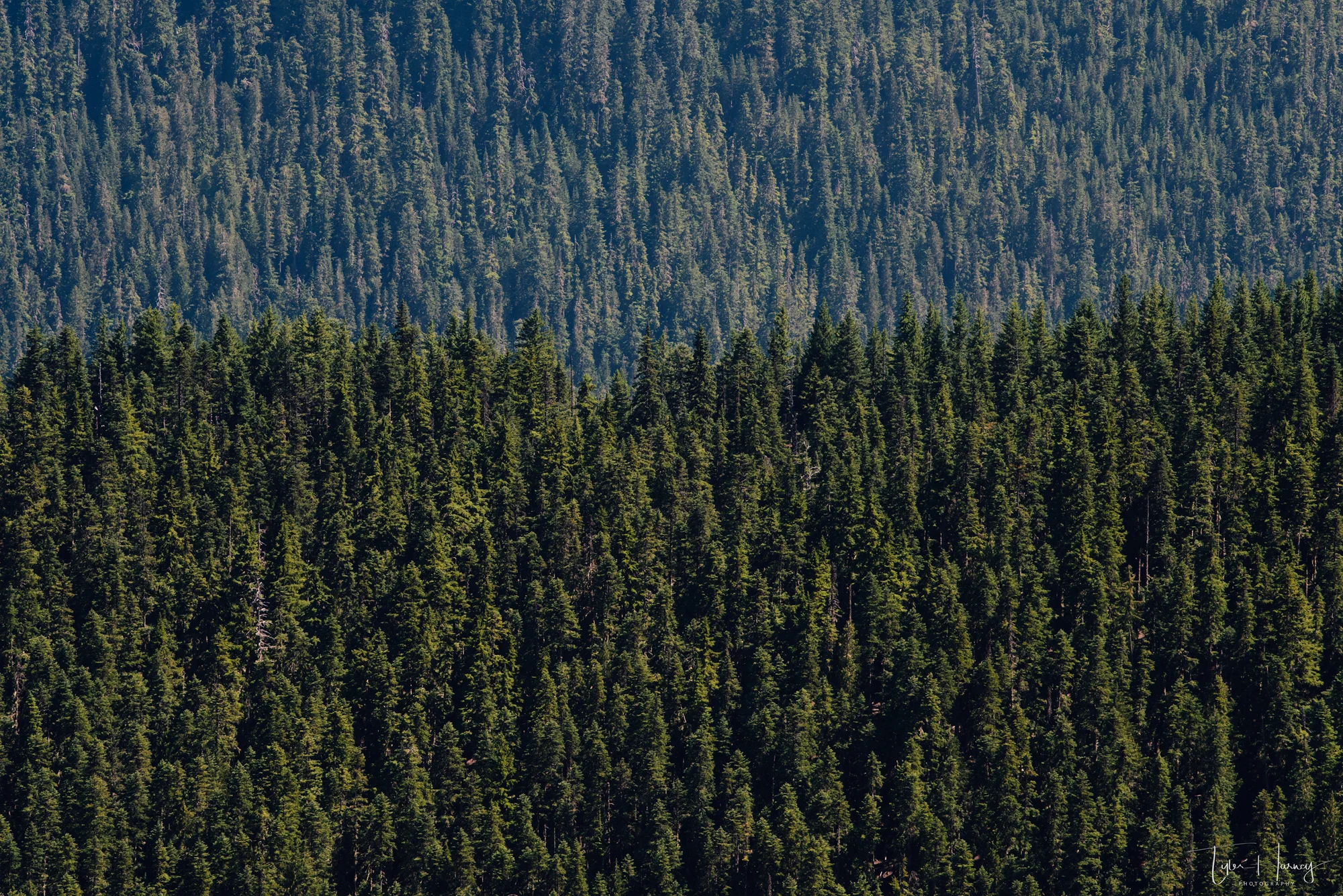 Tree Layers.jpg