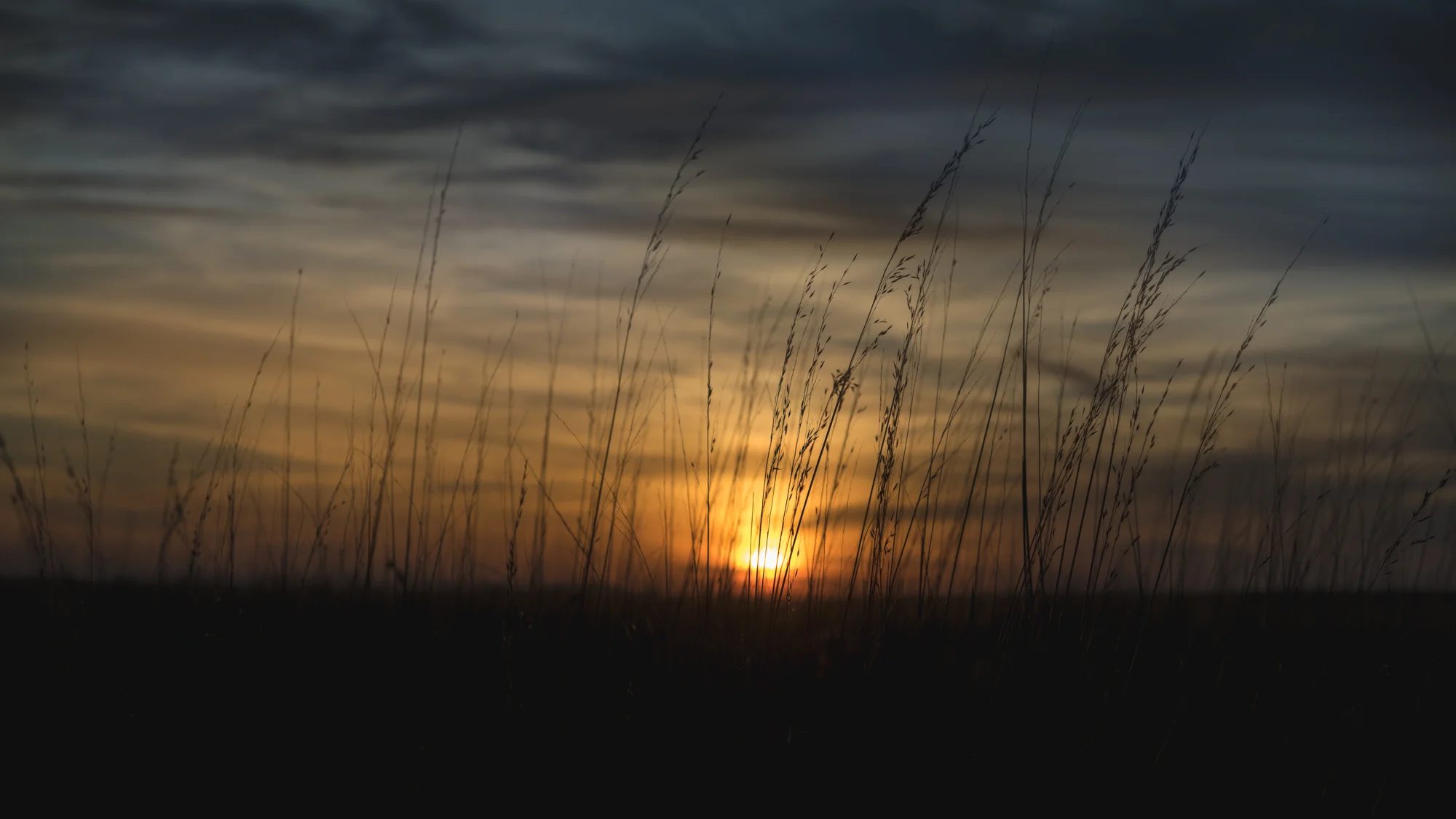 Sunset-Wheat.jpg
