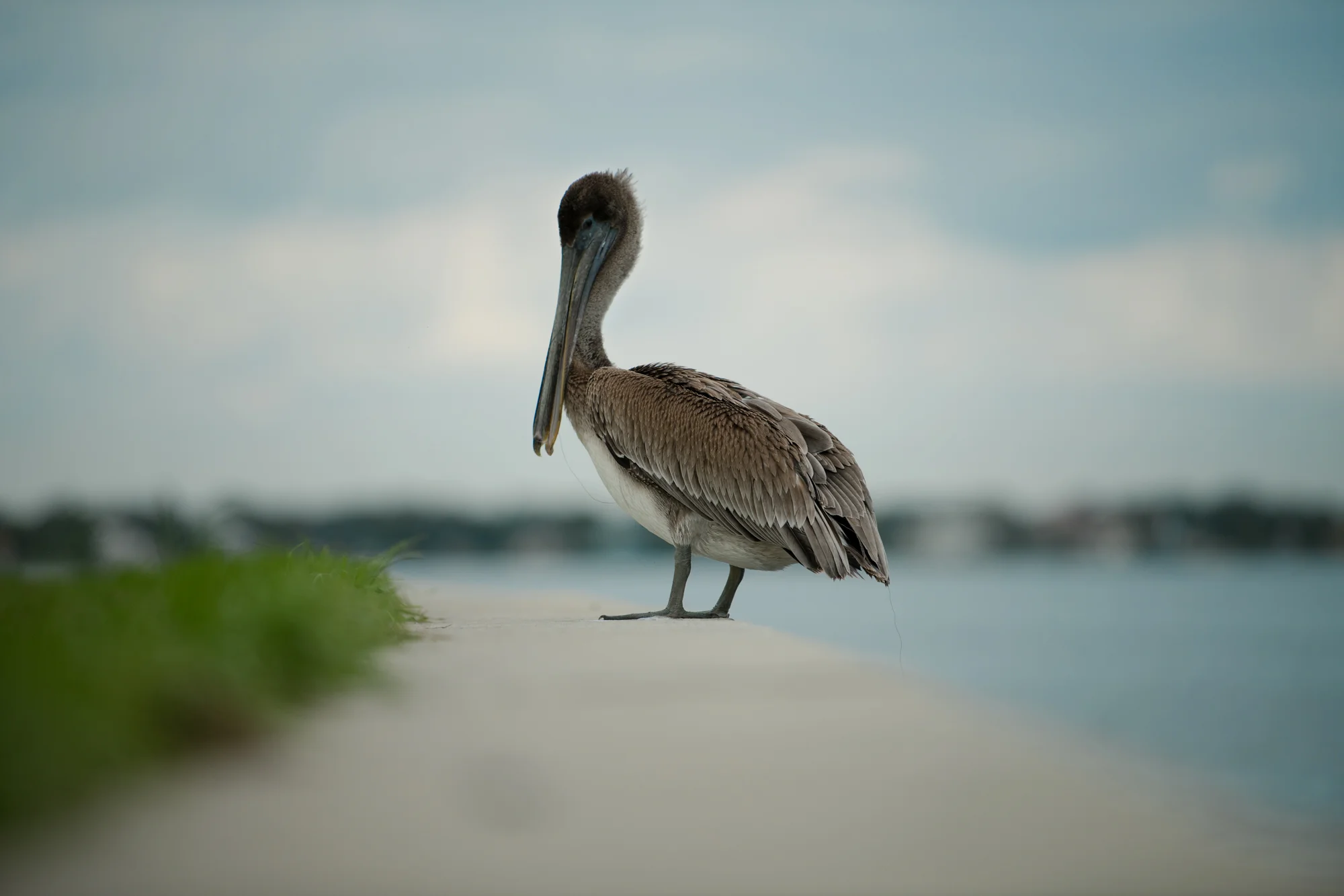 Tyler Harney Photography-St.-Petersburg-Pelican.jpg