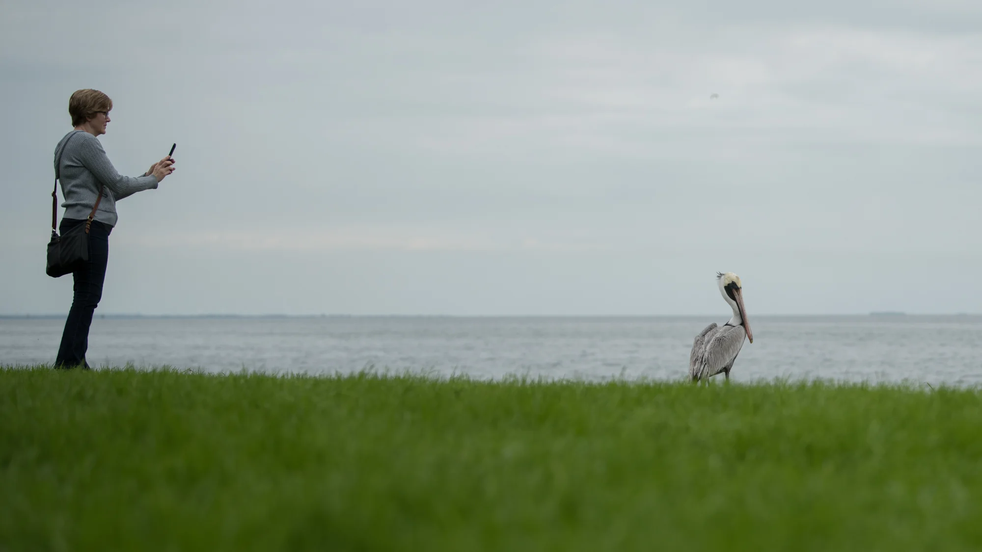 Tyler Harney Photography-Petersburg woman pic and pelican.jpg