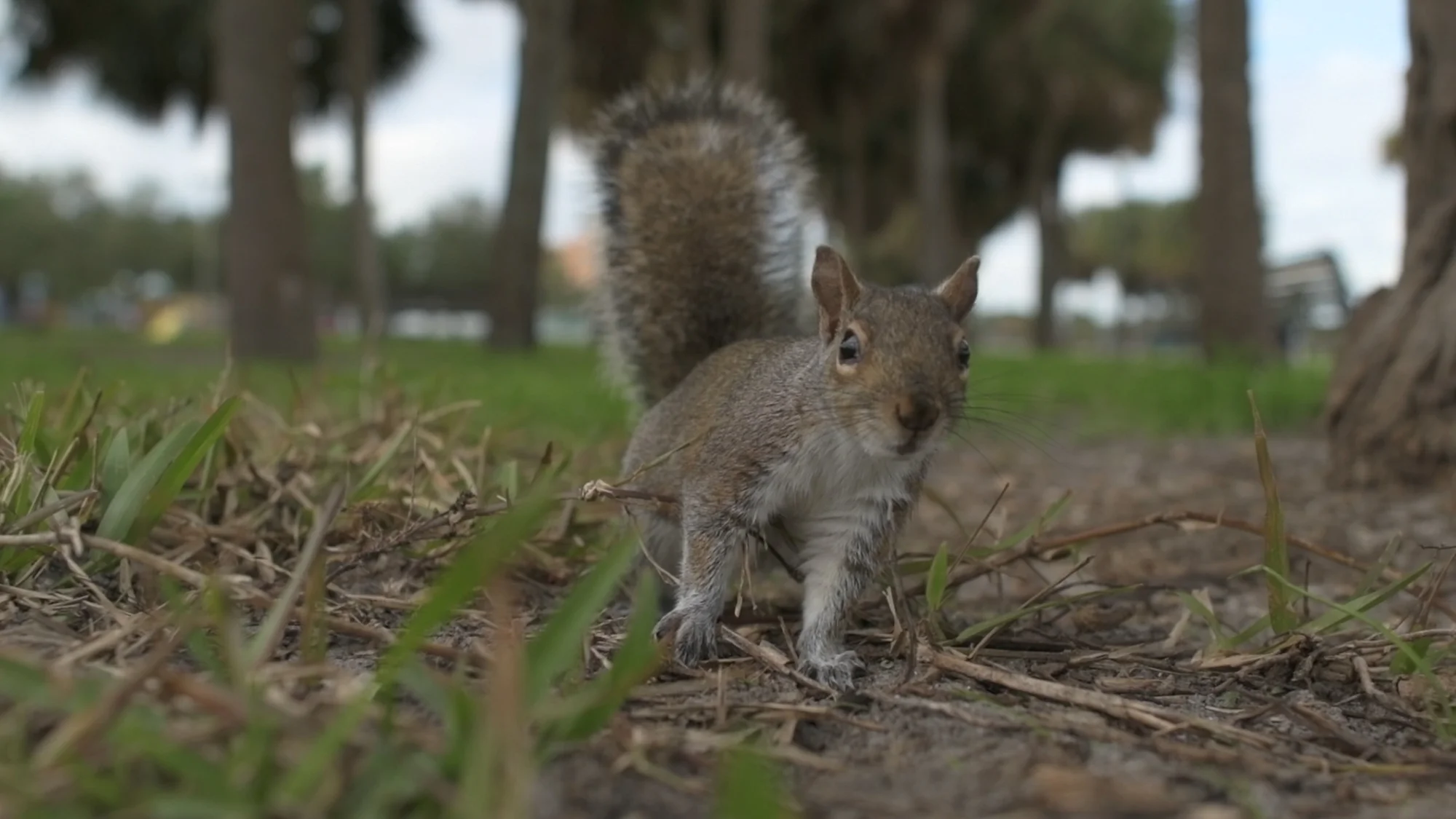 Tyler Harney Photography-Petersburg and squirrel.jpg