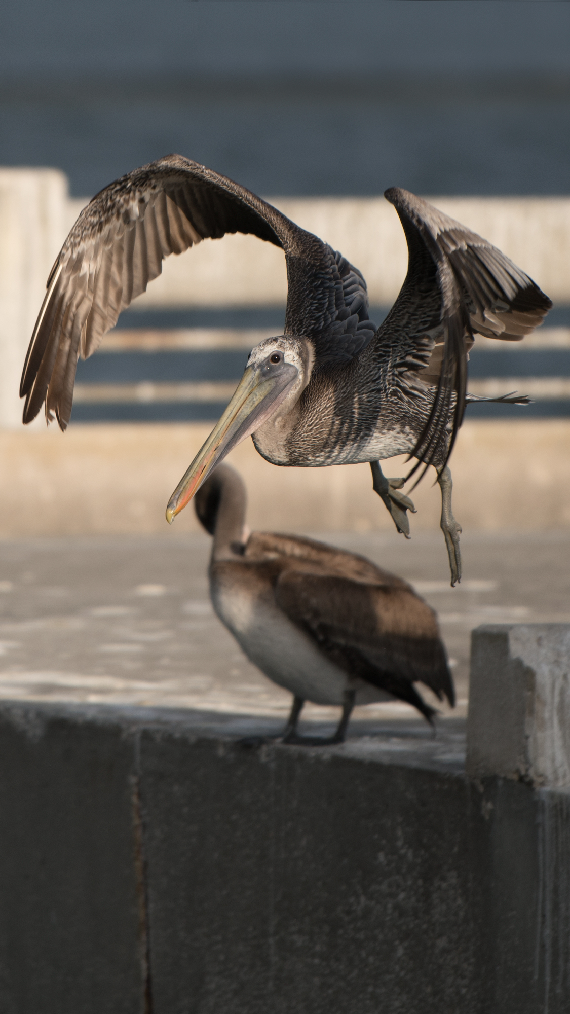 Pelican-Flight-9_16.jpg