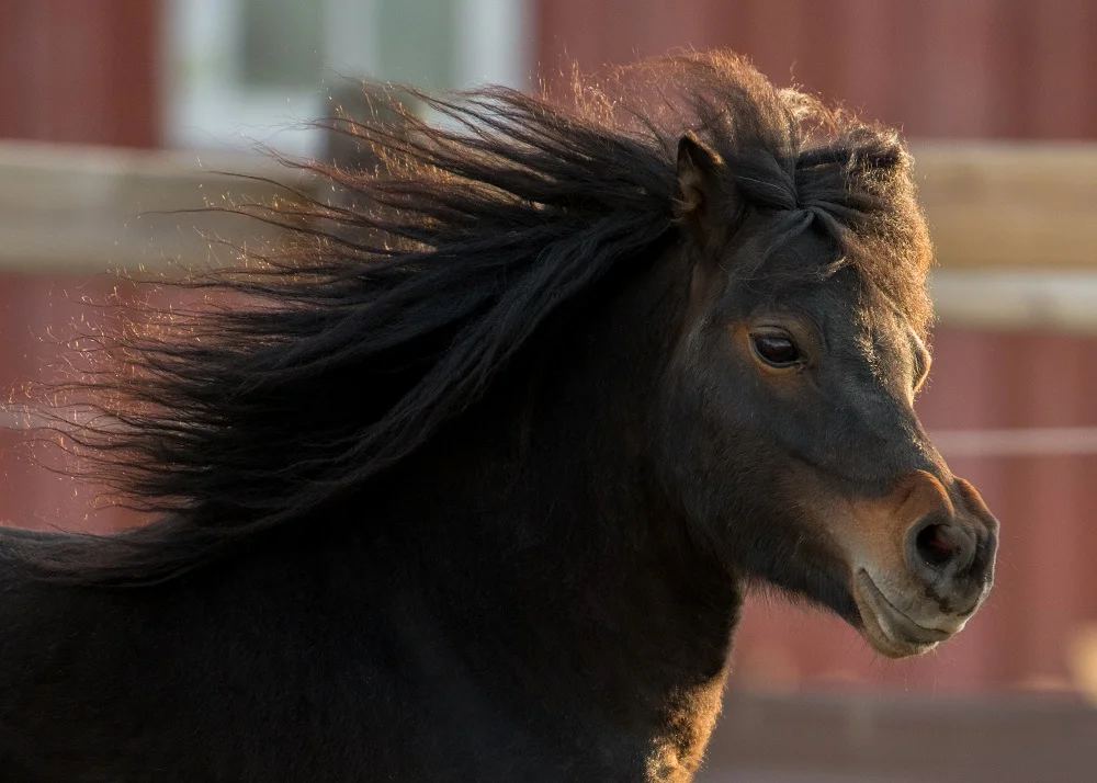 Tyler Harney Photography Mini Horse Running in Pasture Nikon 200mm.jpg