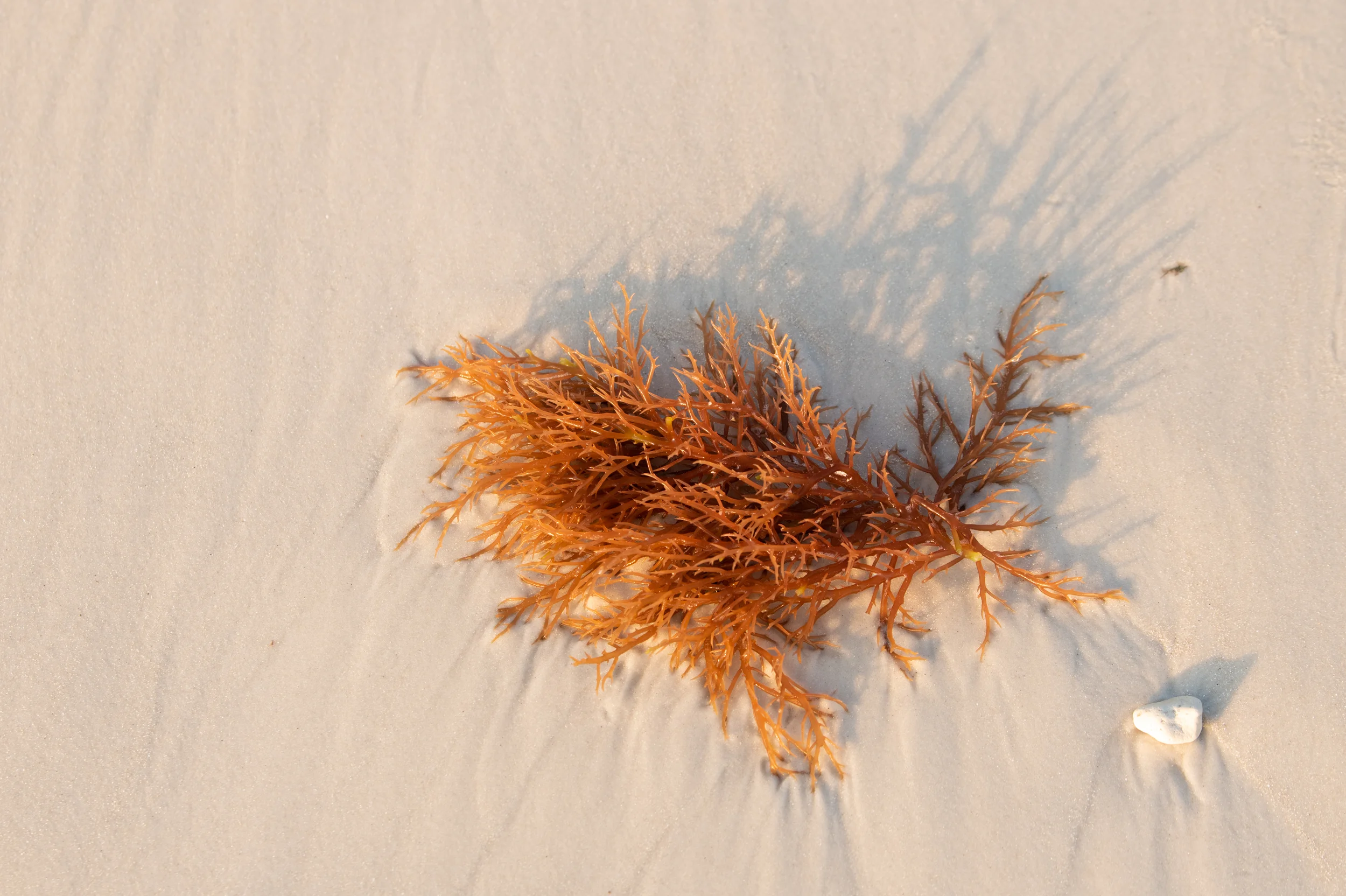 Found some interesting creatures on the beach. It had a jelly type feel to it.