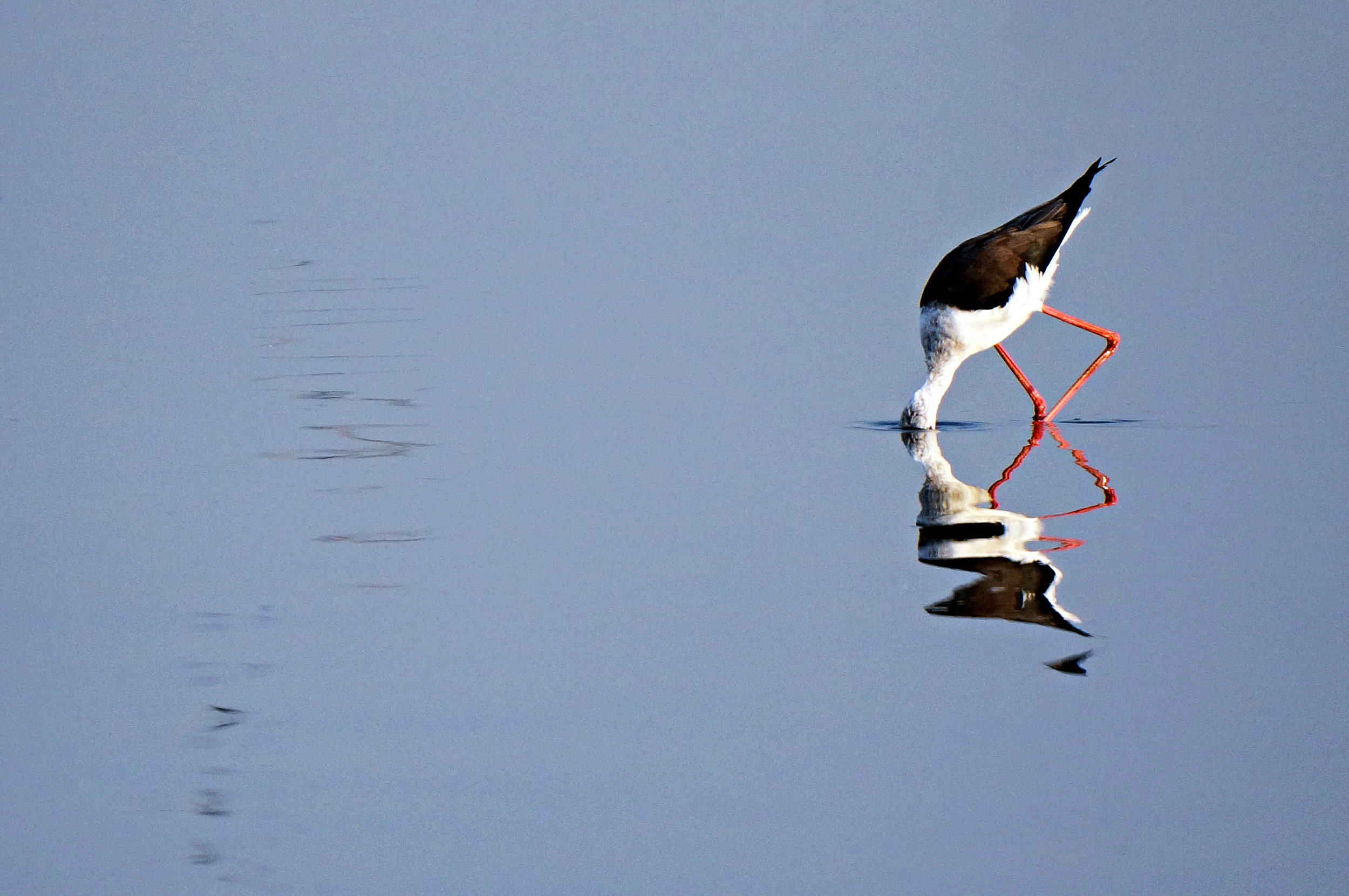 Black-Winged Stilt