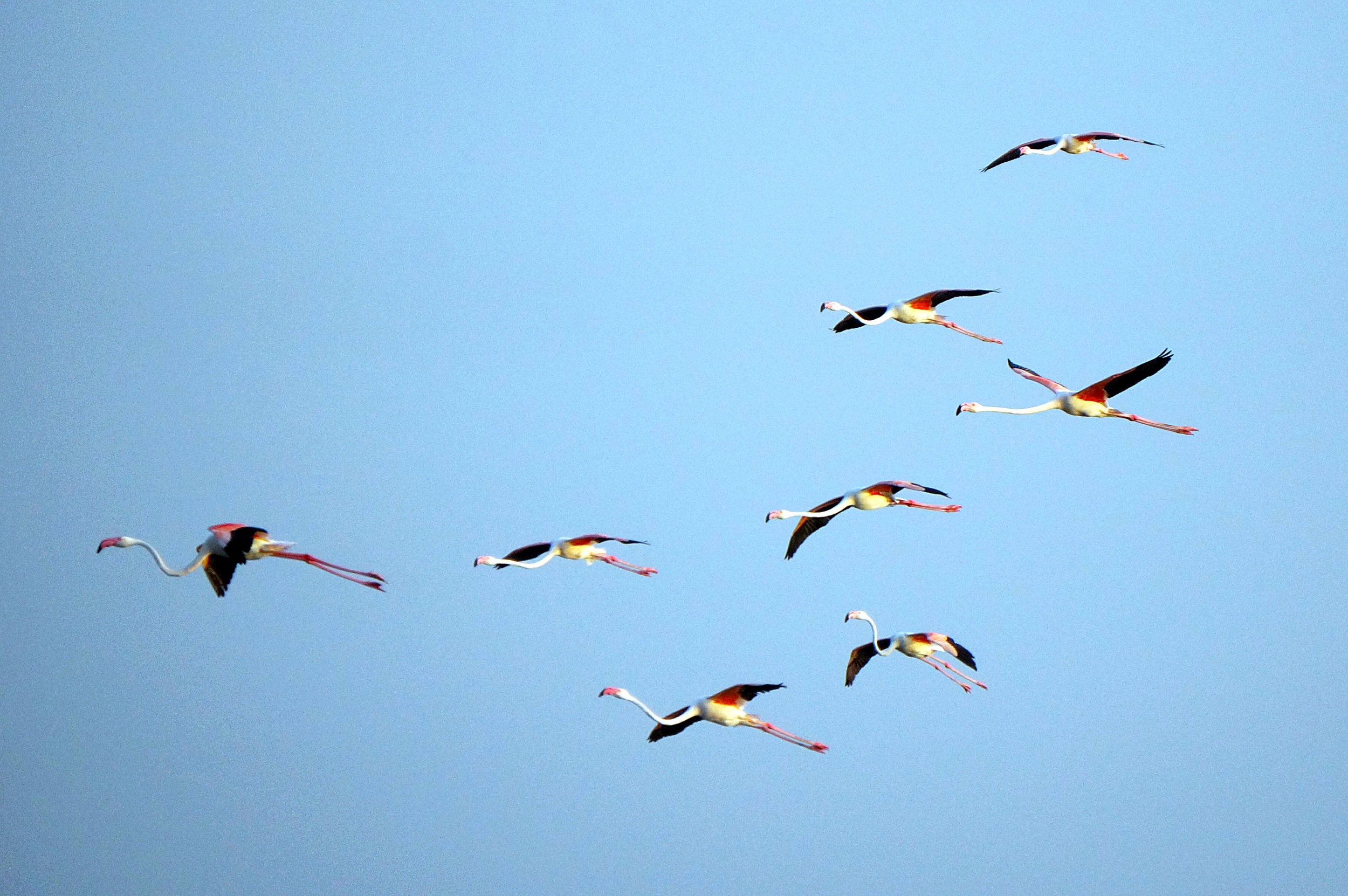 Greater Flamingos in Flight