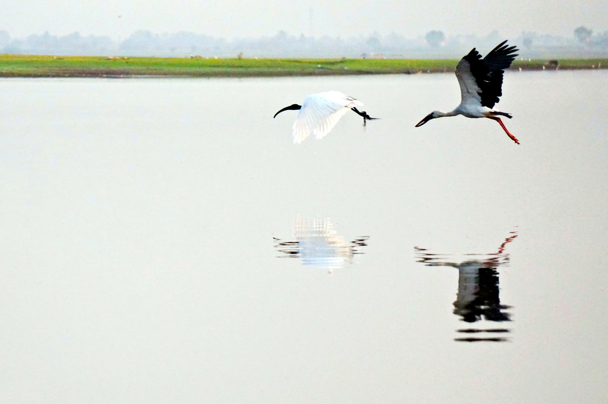 (L-R) Black-Headed Ibis and Open-Billed Stork