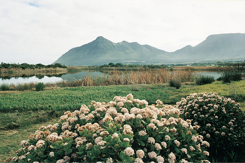 The Lakes enjoys fabulous views of Chapman’s Peak, the Silvermine Mountain range and the unspoilt rural tranquility, while being only 30mins away from the hub of Cape Town and the Waterfront. Two kilometres down the road from the House at Pooh Corner is the Noordhoek Lakes, a conservancy estate, built around the Noordhoek wetlands. Little Swan offers its visitors luxury accommodation in tranquil and secure surroundings – a holiday to remember in one of Cape Town’s most treasured destinations.