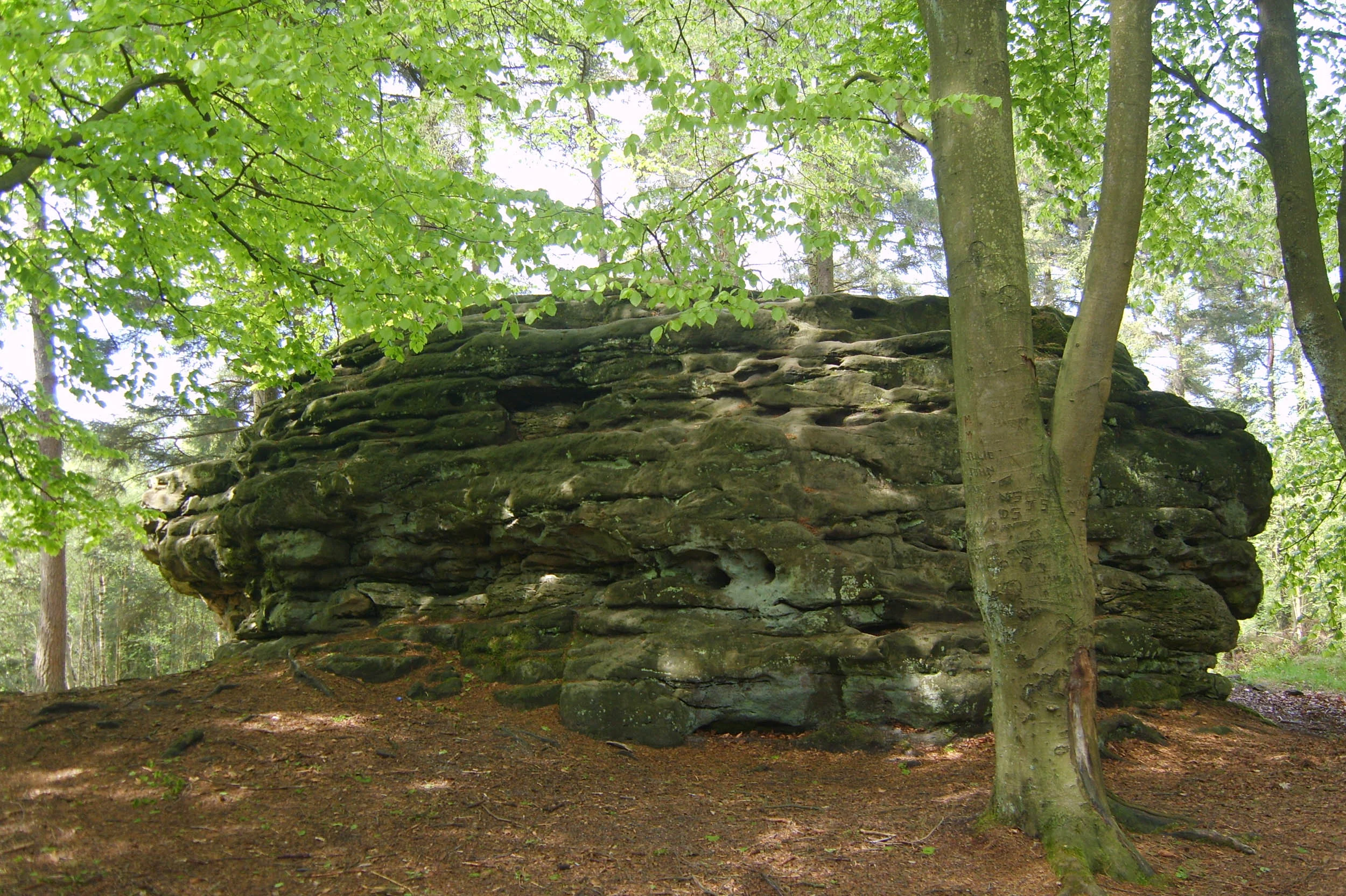 Jurassic sandstone, Dalby Forest