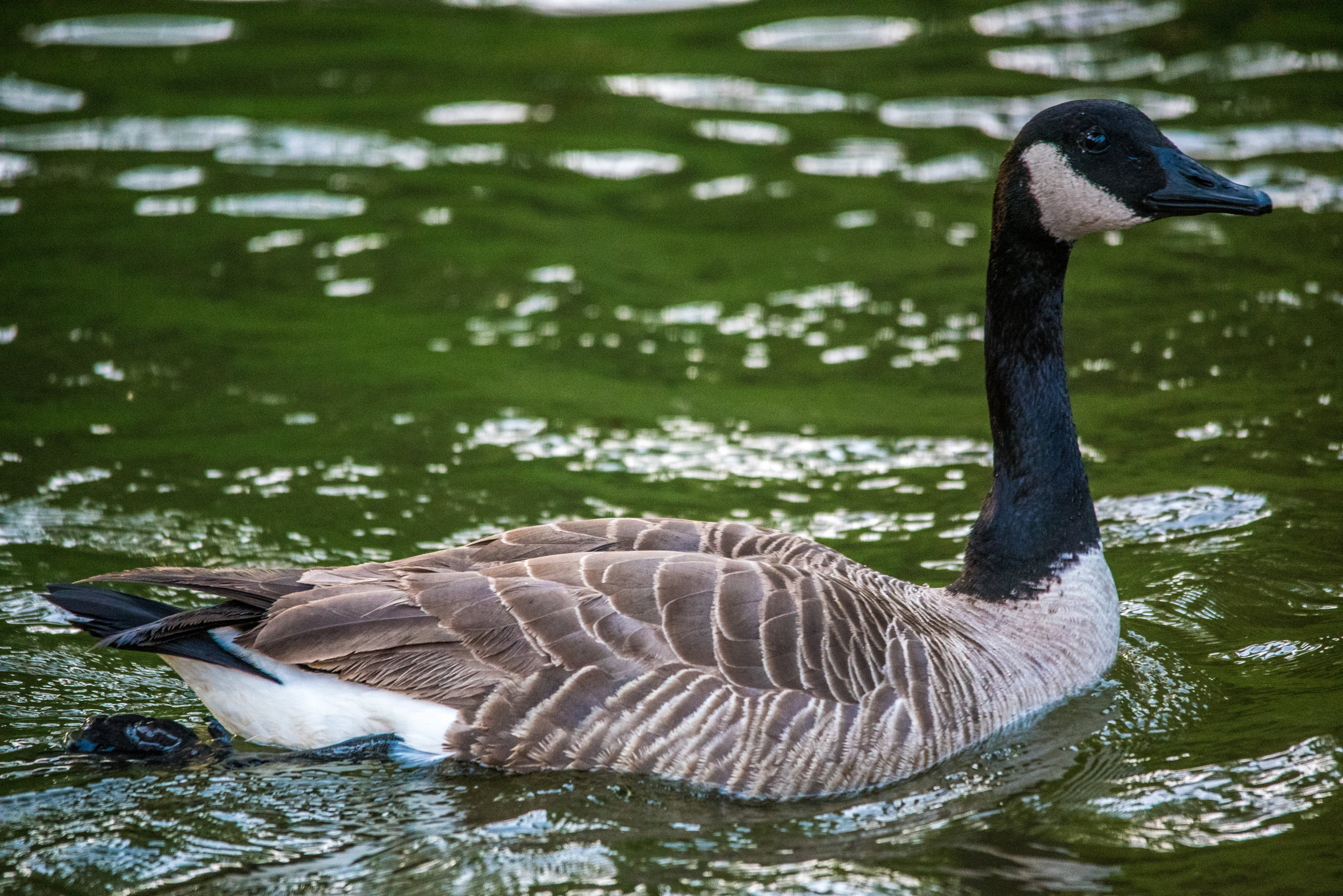 04142017_pullen_park_056.jpg