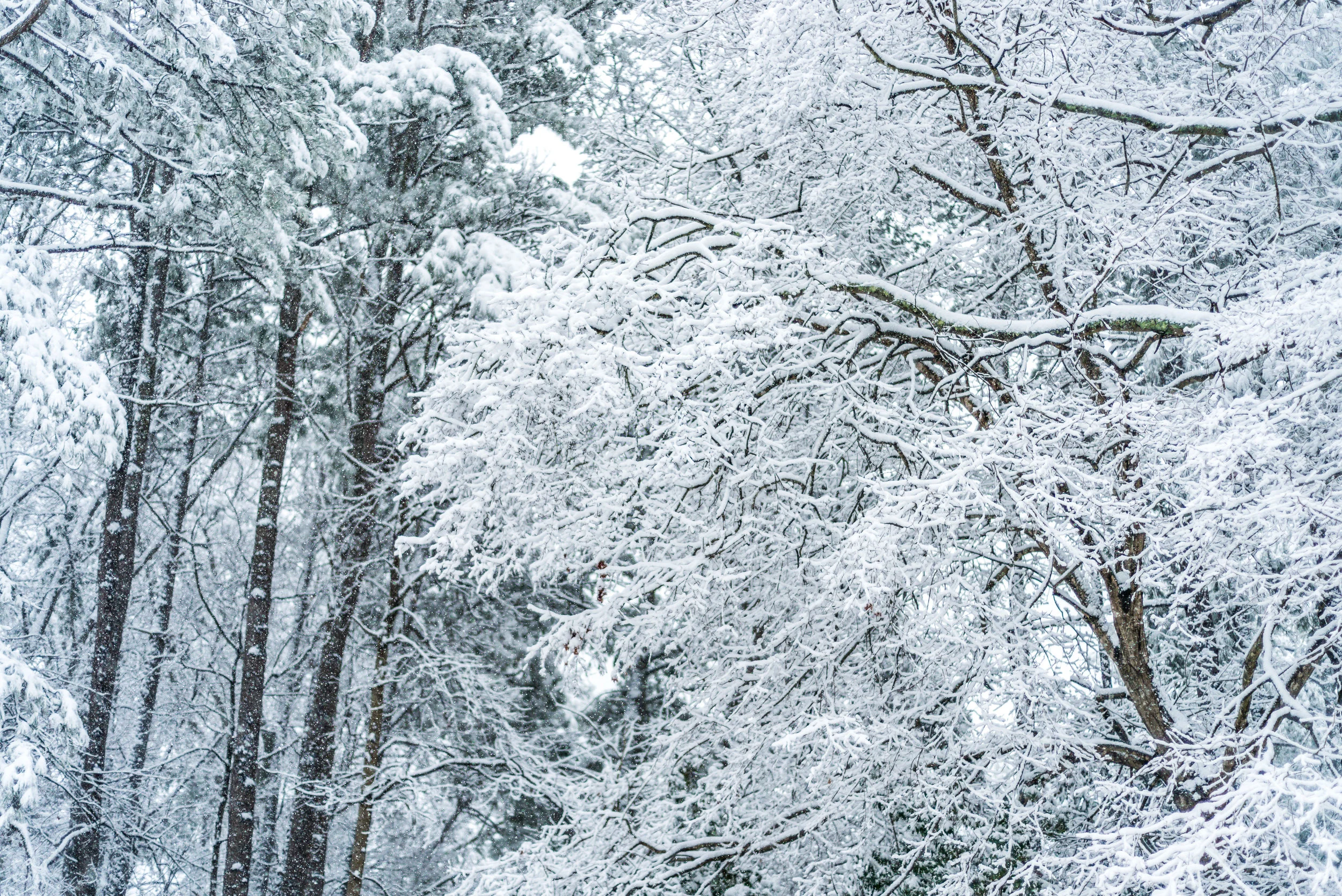 snow-20180117_0062.jpg