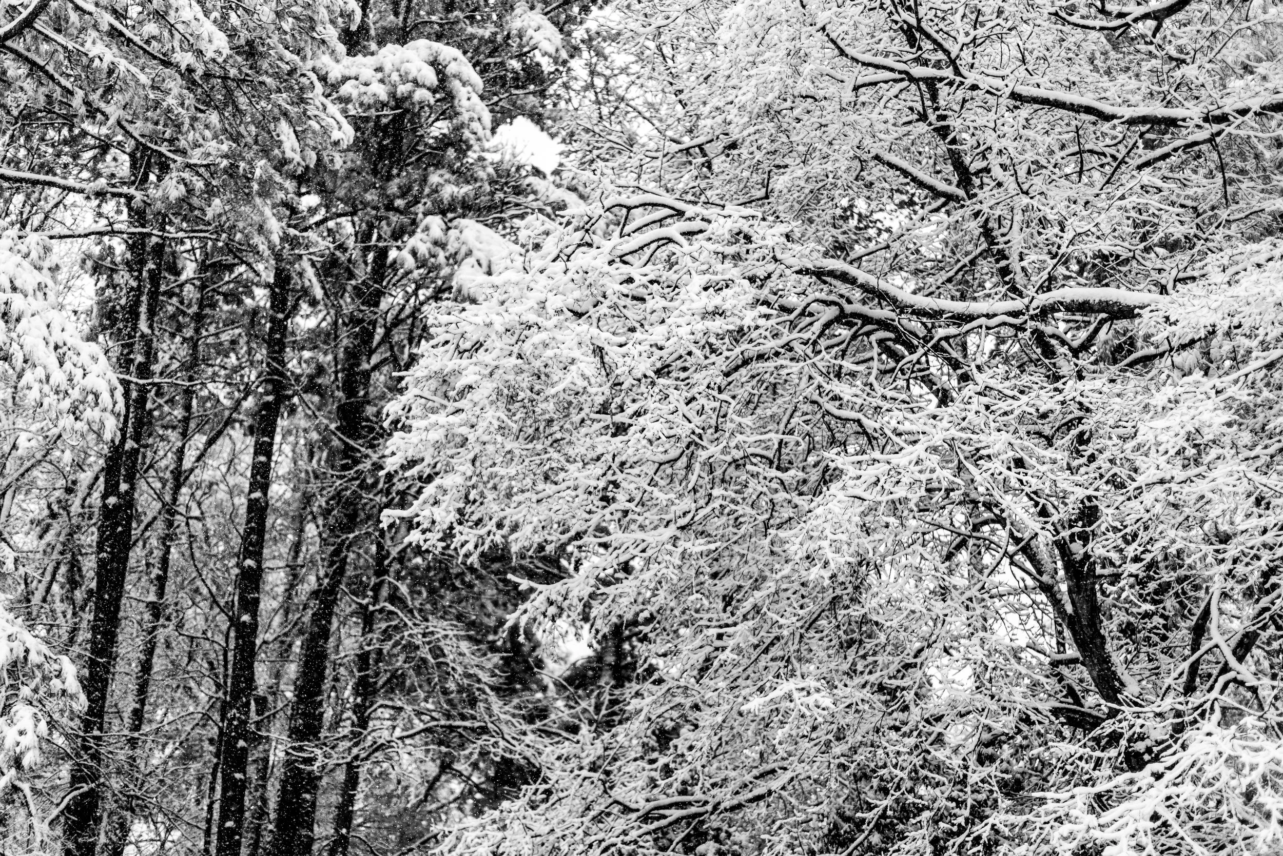 snow-20180117_0063.jpg