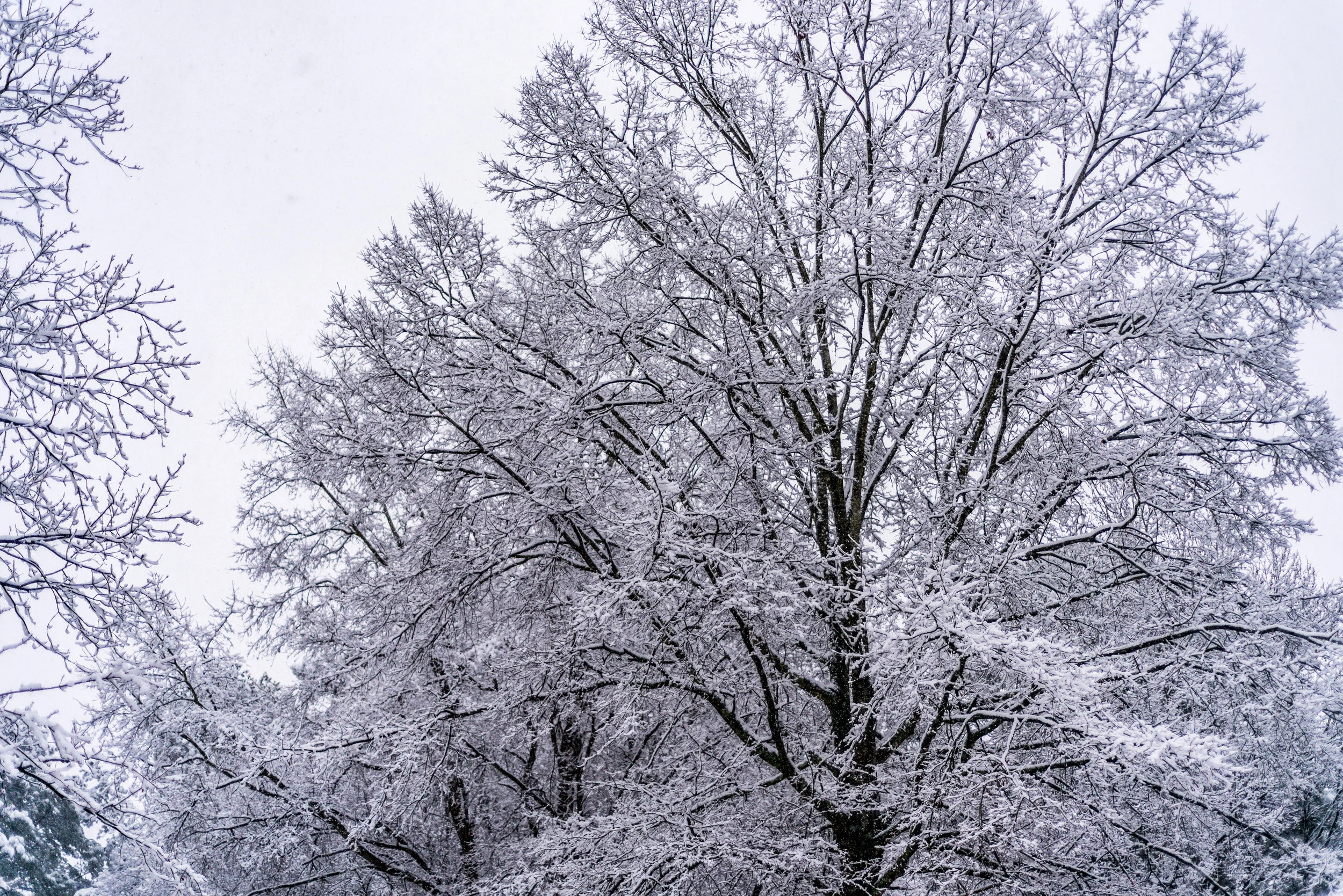 snow-20180117_0068.jpg