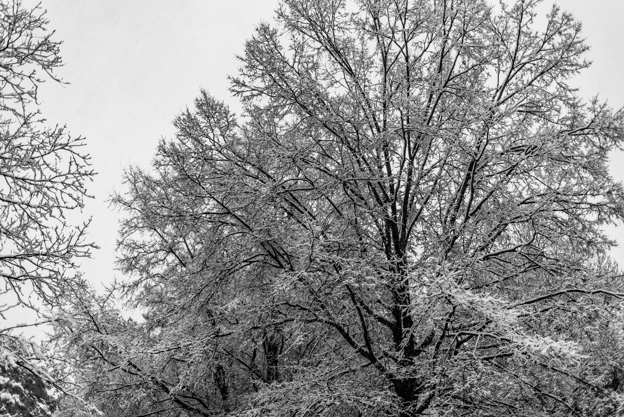 snow-20180117_0069.jpg