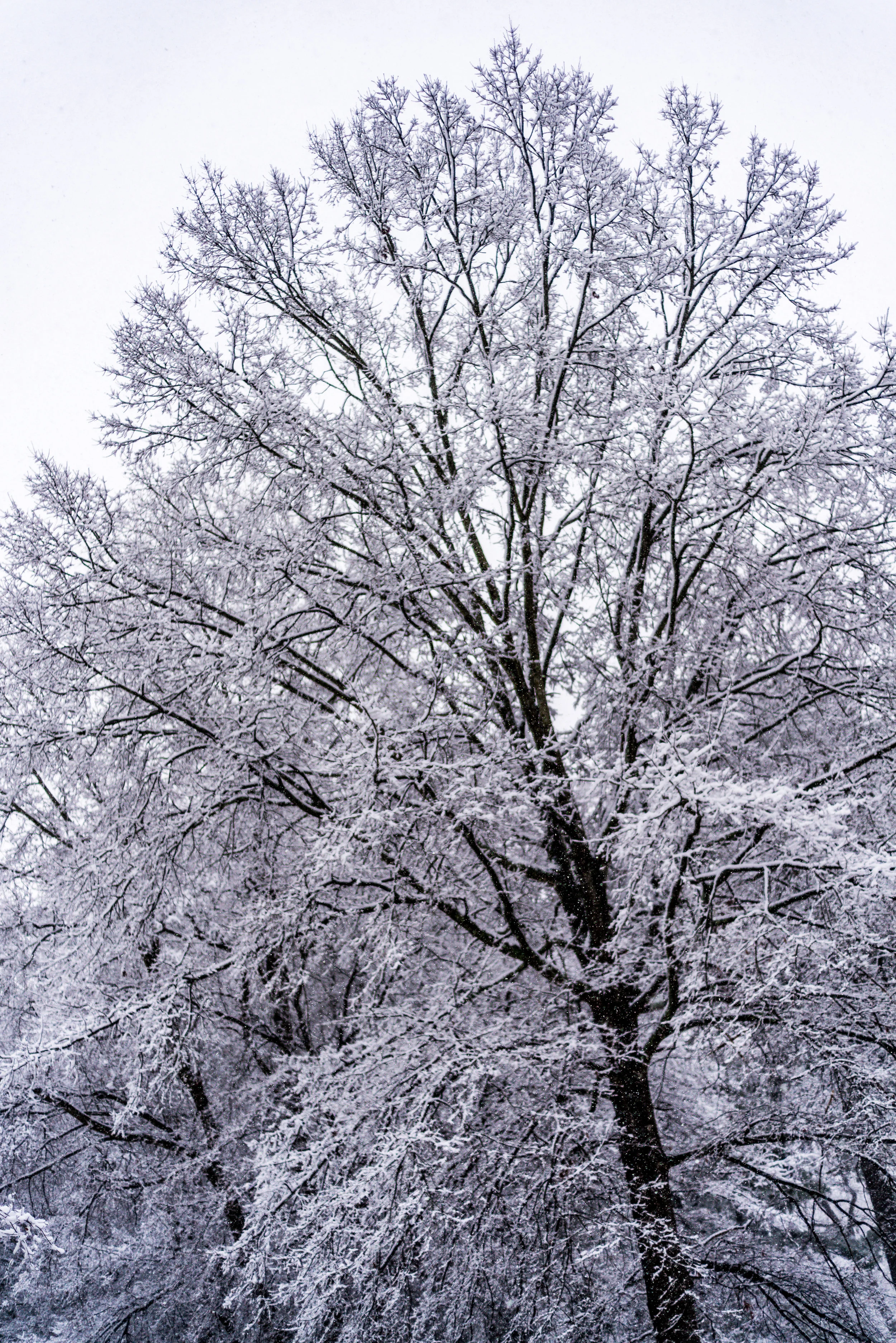 snow-20180117_0075.jpg