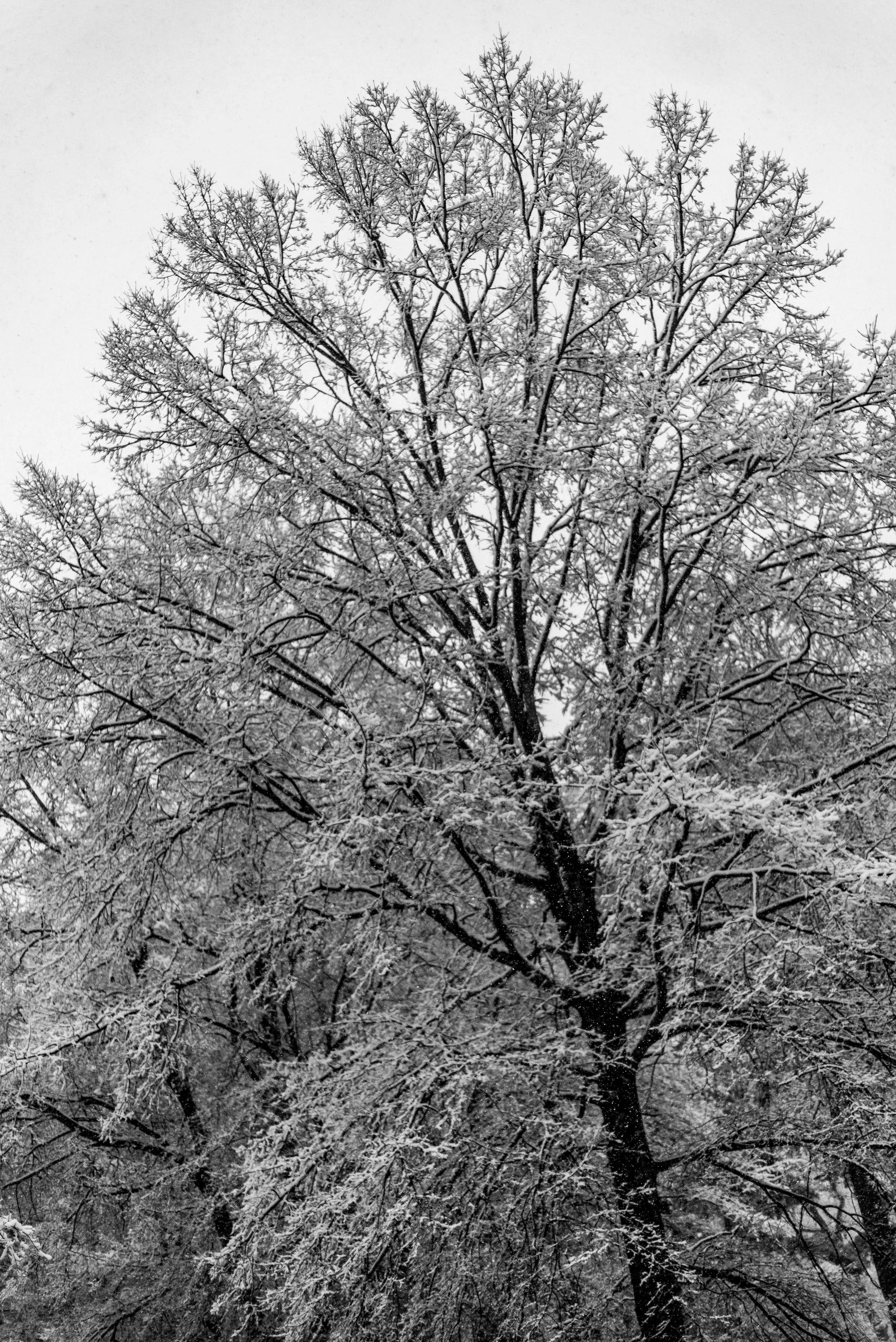snow-20180117_0076.jpg