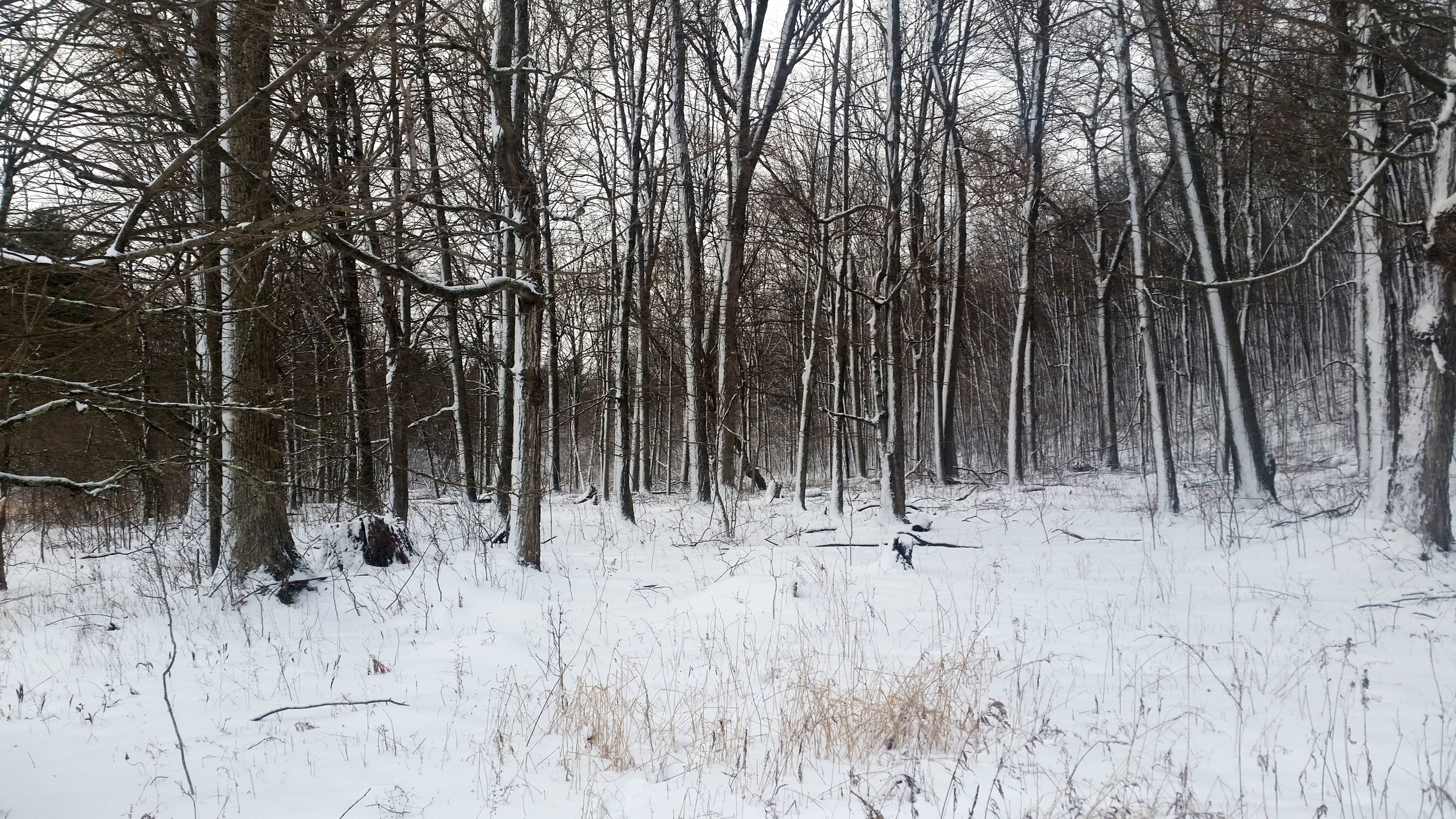WinterWoodsPP2018_WEB.jpg