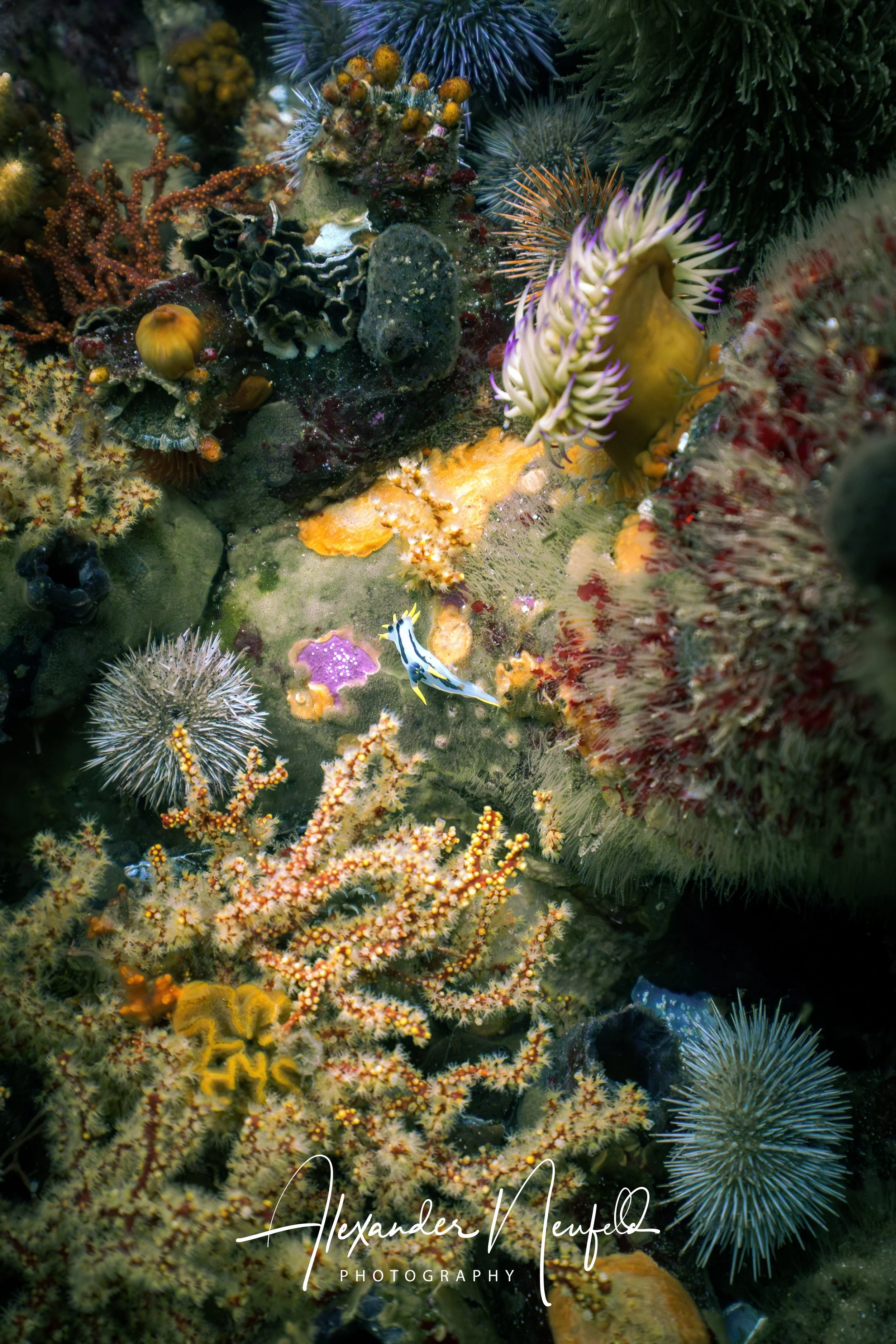 A7406918-Enhanced-NR.jpg