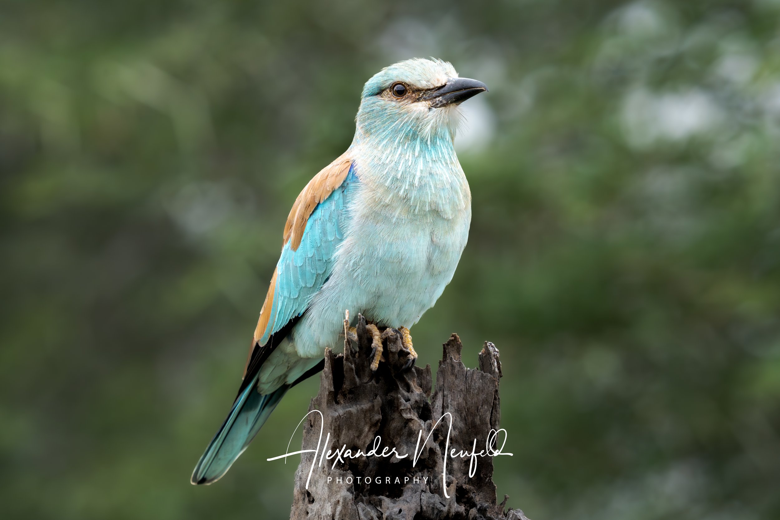 A7403446-Edit-2.jpg