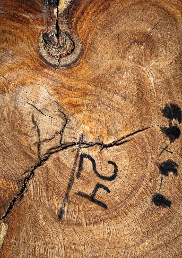 Cut tree trunks, photographed in their rawest state — just after being sliced, numbered, and measured — reveal an unexpected intimacy. As a photographer drawn to detail, I became increasingly fascinated by the quiet drama within these surfaces: crac