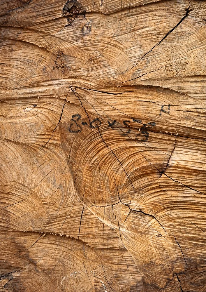 Autopsy No.4 - Walnut
