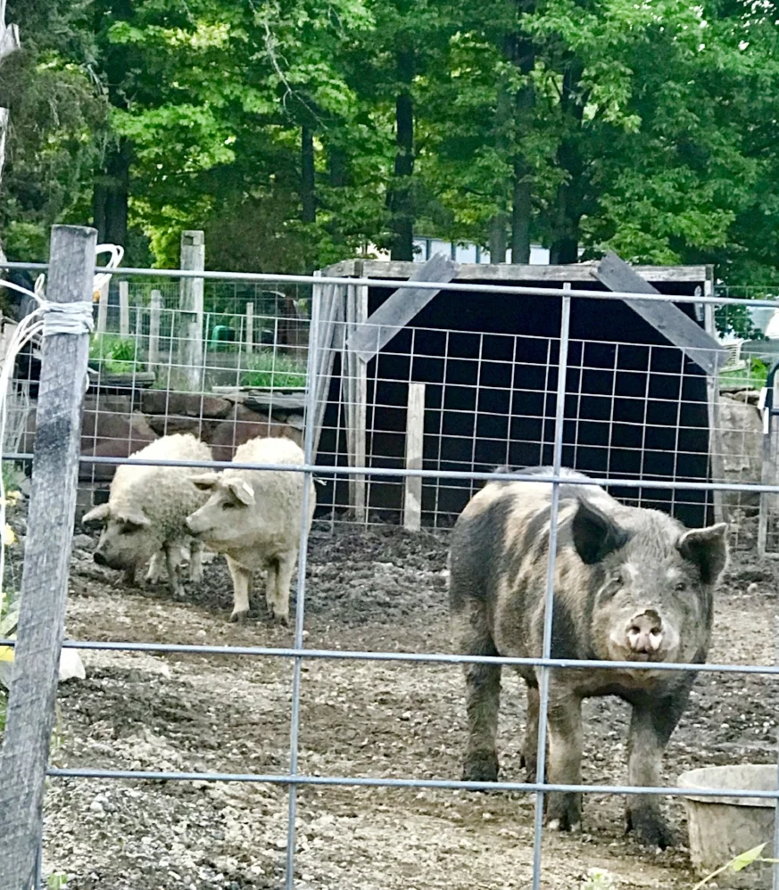 Oh, hello there! I always thought pigs were pink! The two in the back, with their coats of white thick and curly resemble sheep more than they do pigs. 