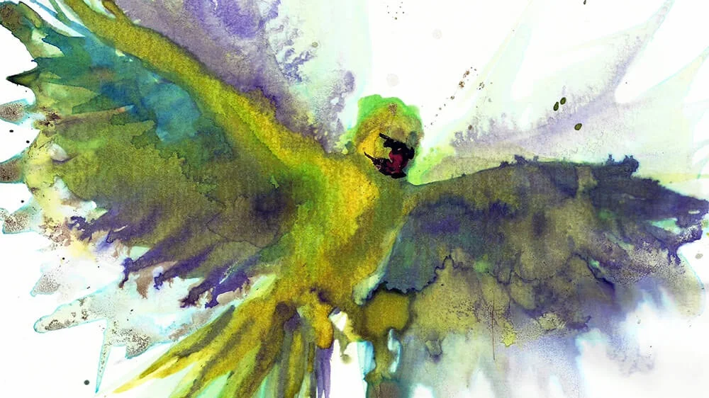 Parakeet+01+WEB1000.jpg