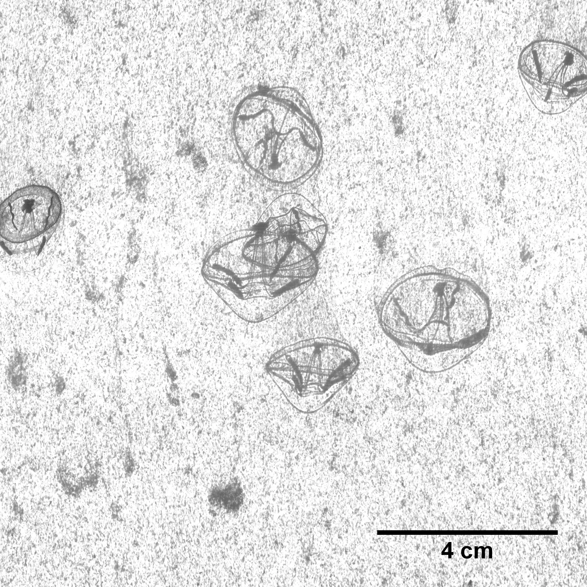 Eutonina indicans patch in northern Monterey Bay in summer of 2010