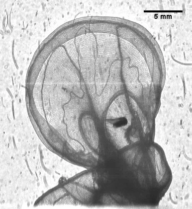 Fish larva in the vicinity of a large lobate ctenophore near Stellwagen Bank