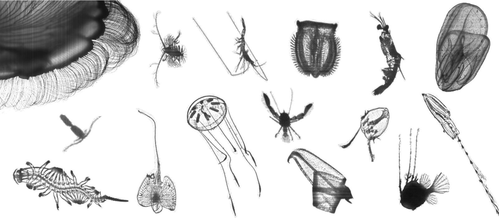 Zooplankton communities are composed of copepods, pteropods, shrimps, polychaete worms, chaetognaths, siphohophores, ctenophores, scyphomedusae, and the larval stages of a variety of fishes and invertebrates. Representatives from almost all of these groups can be seen in the collage above.