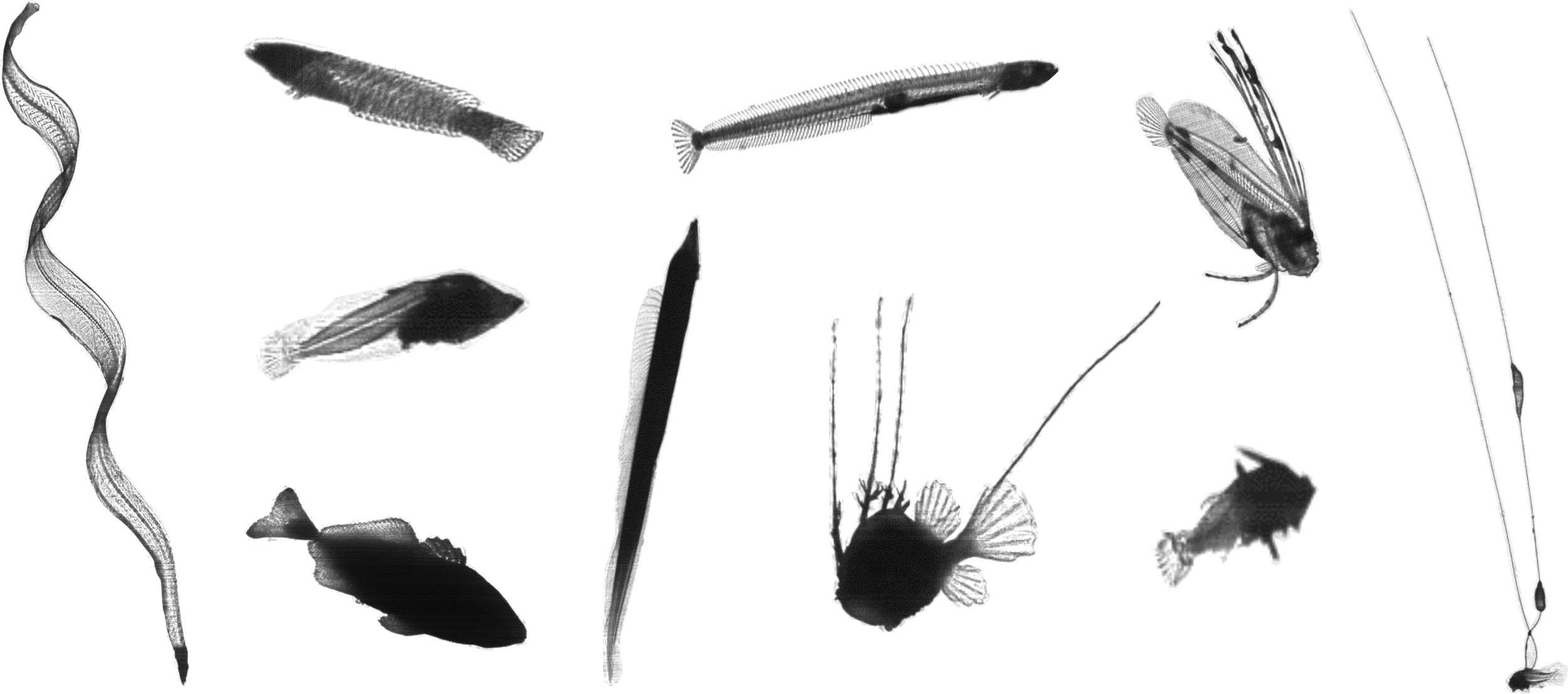 Larval fishes display an amazing diversity of morphologies.
