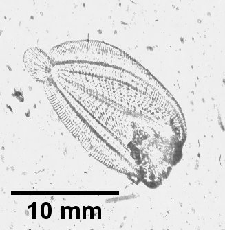 Bothid larva are highly transparent