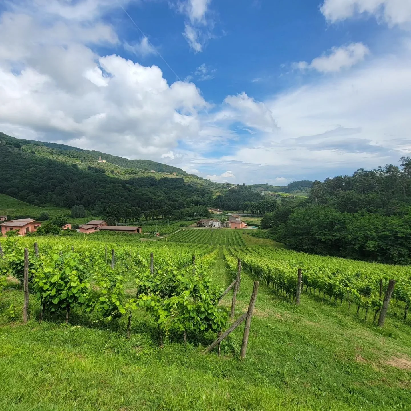 Pretty nice Winery in Lucca

#tenutoadamo #winery #lucca #tuscany #italy #travel #wanderlust