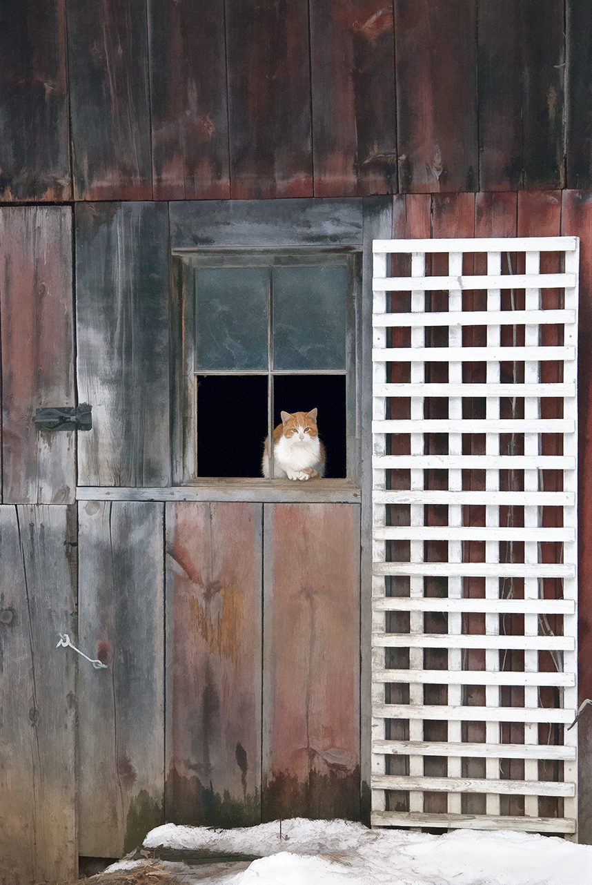Cat in WindowII.png