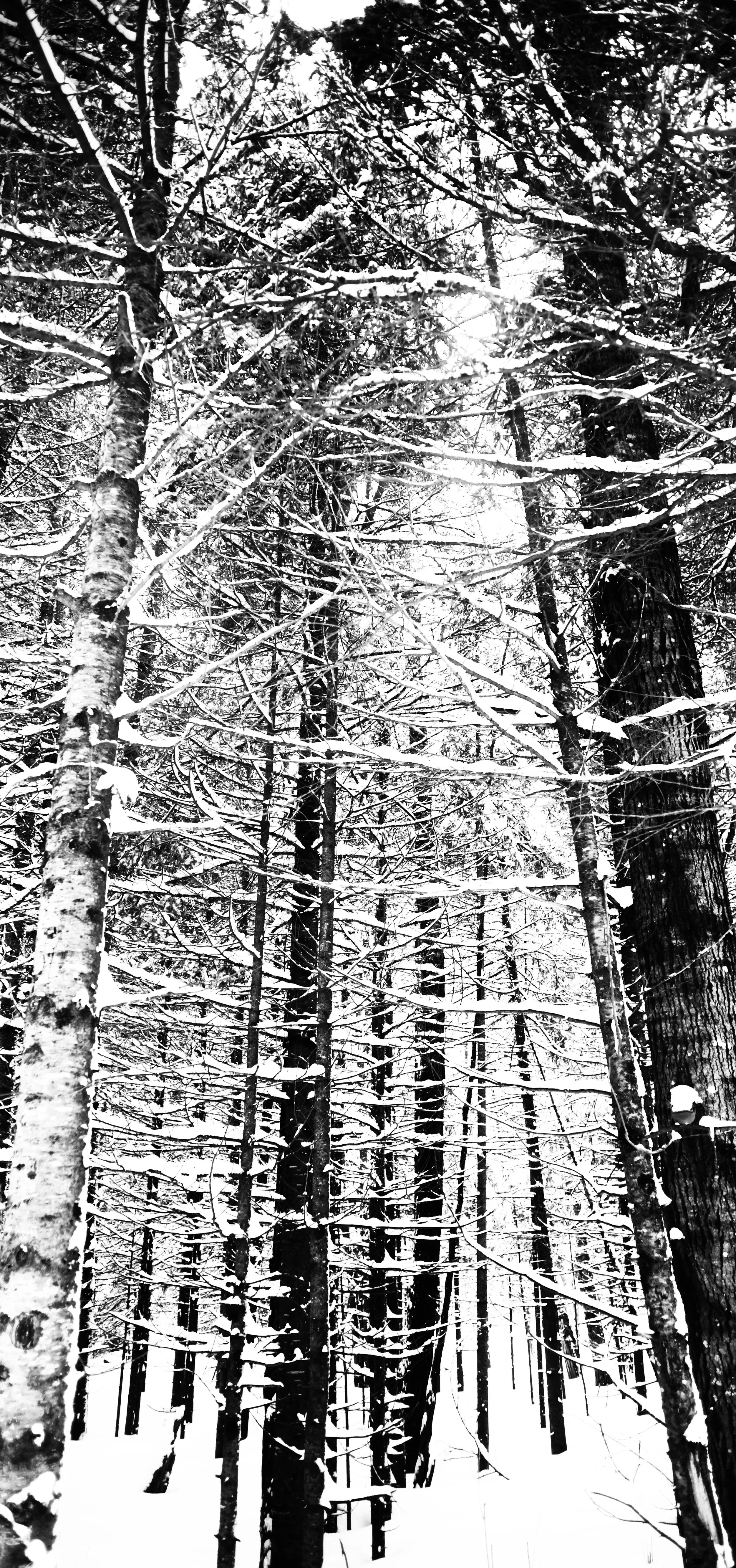 Brule Forest High Contrast.jpg