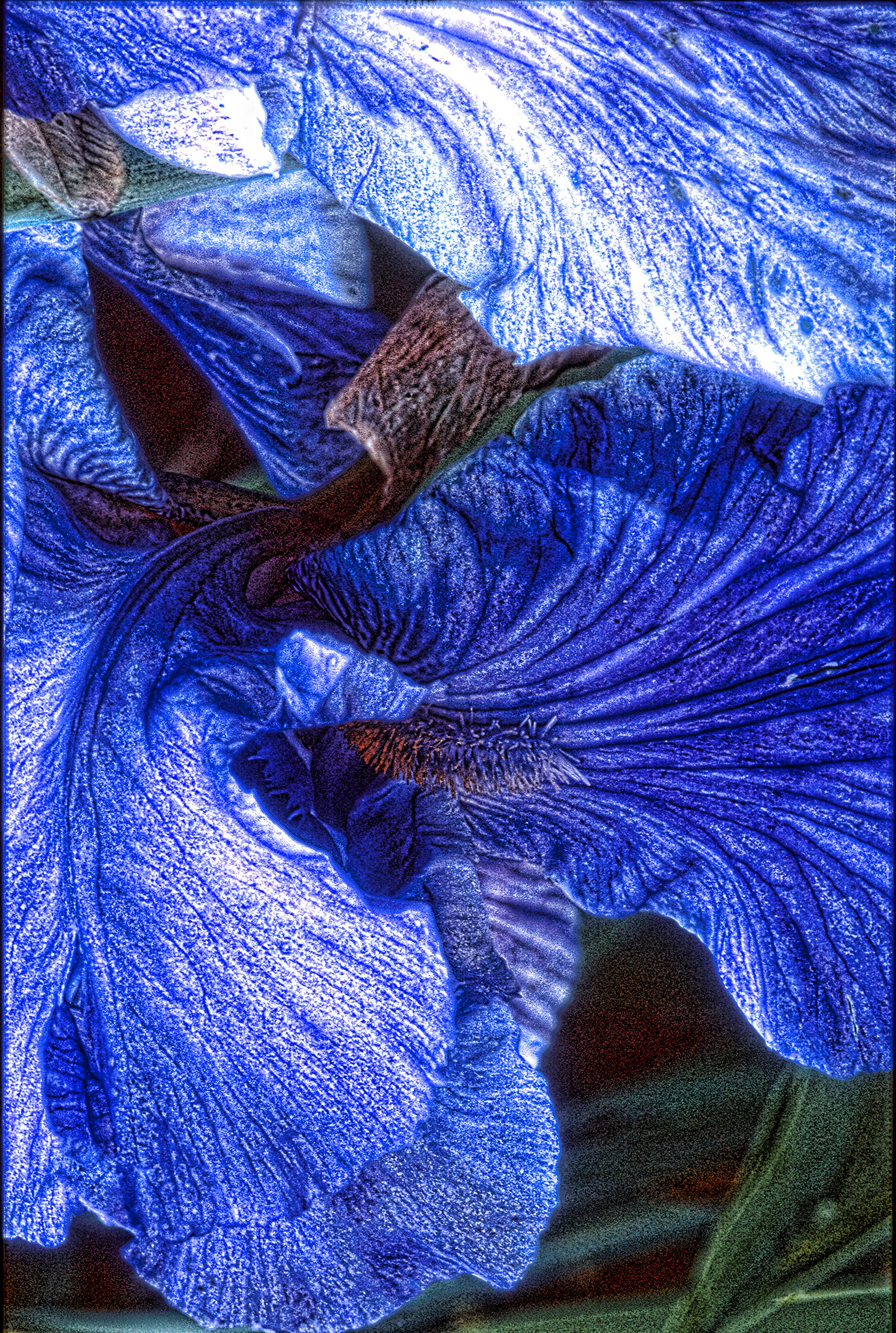 Blue Iris Bold1-4.jpg