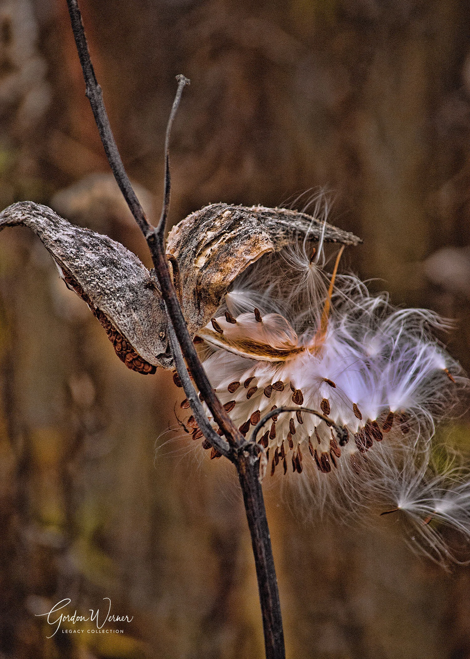 butterfly WeedDSC_0015.jpg