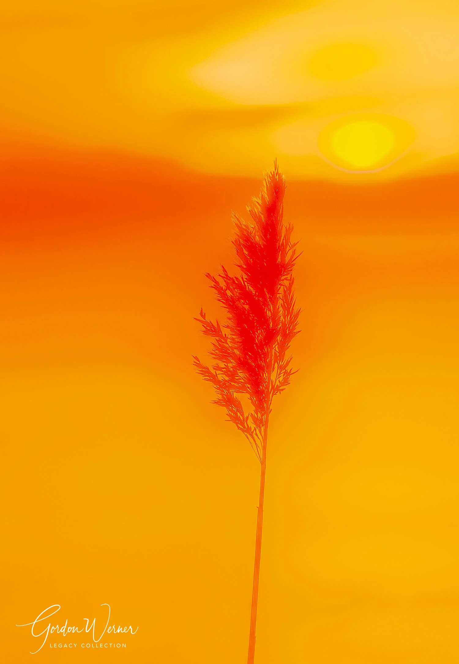 ORANGEDSC_2207.jpg