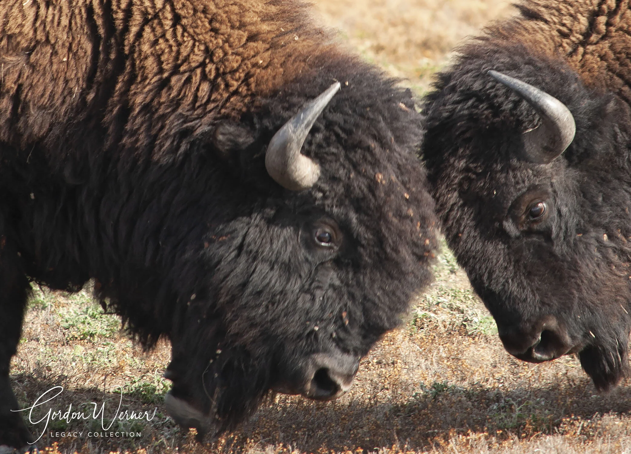 Butting HeadsDSC_6850.jpg