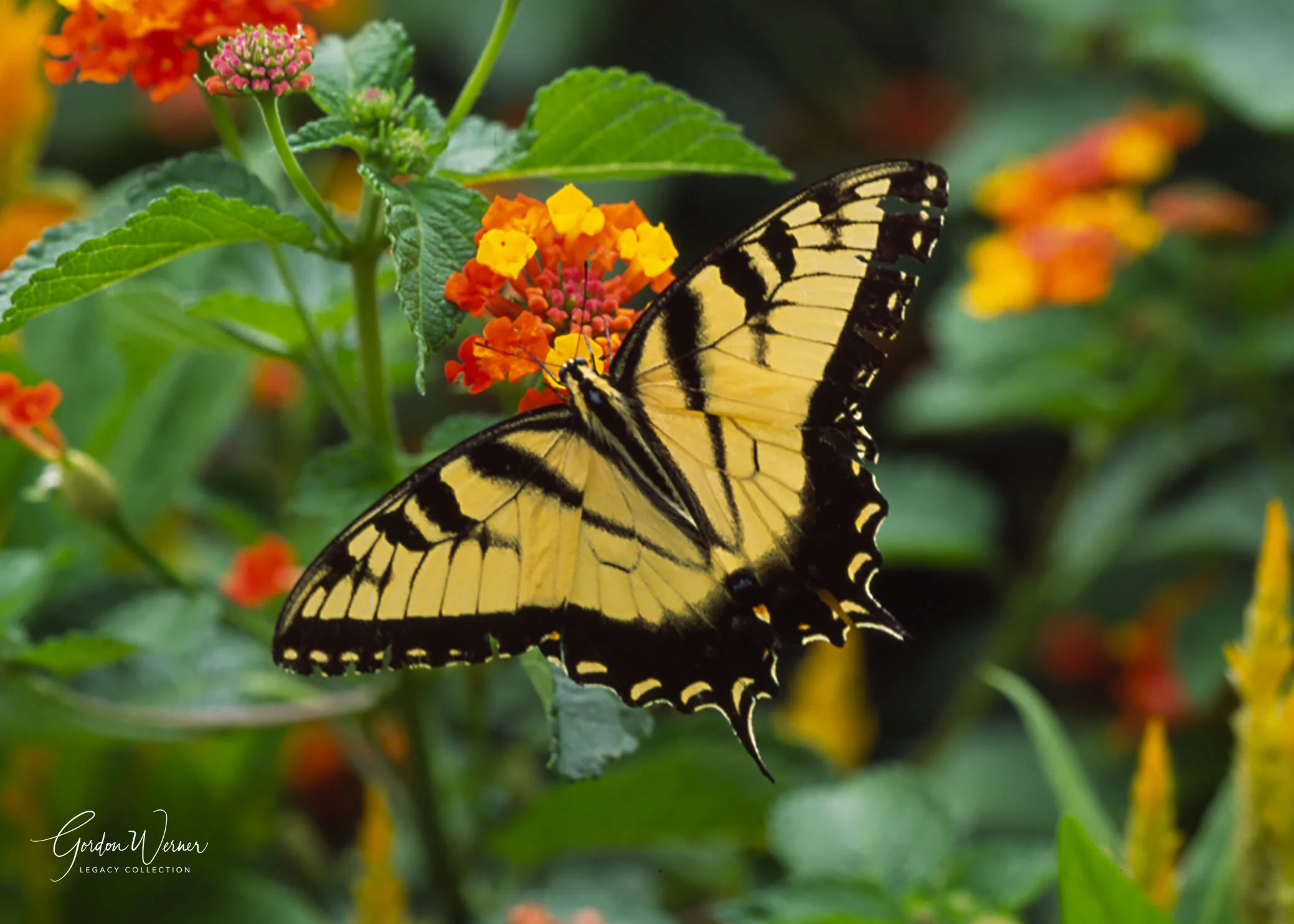 Butterfly feeding 2005.jpg