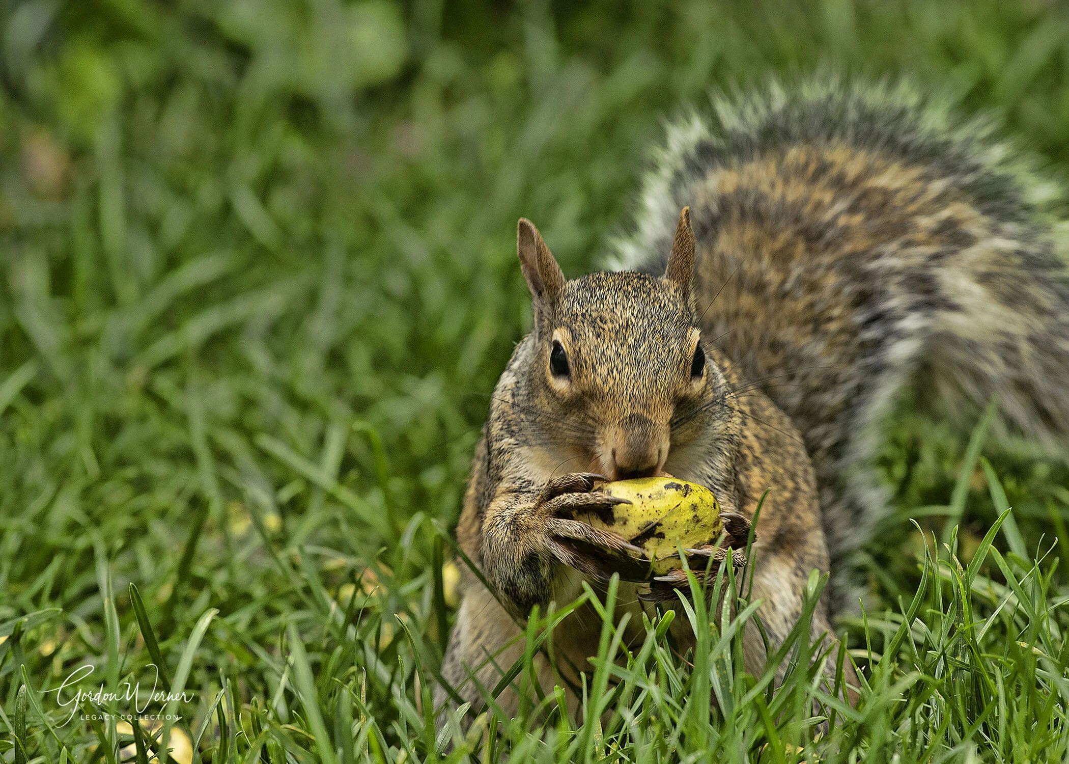 SQ !_G1D1565-174.jpg