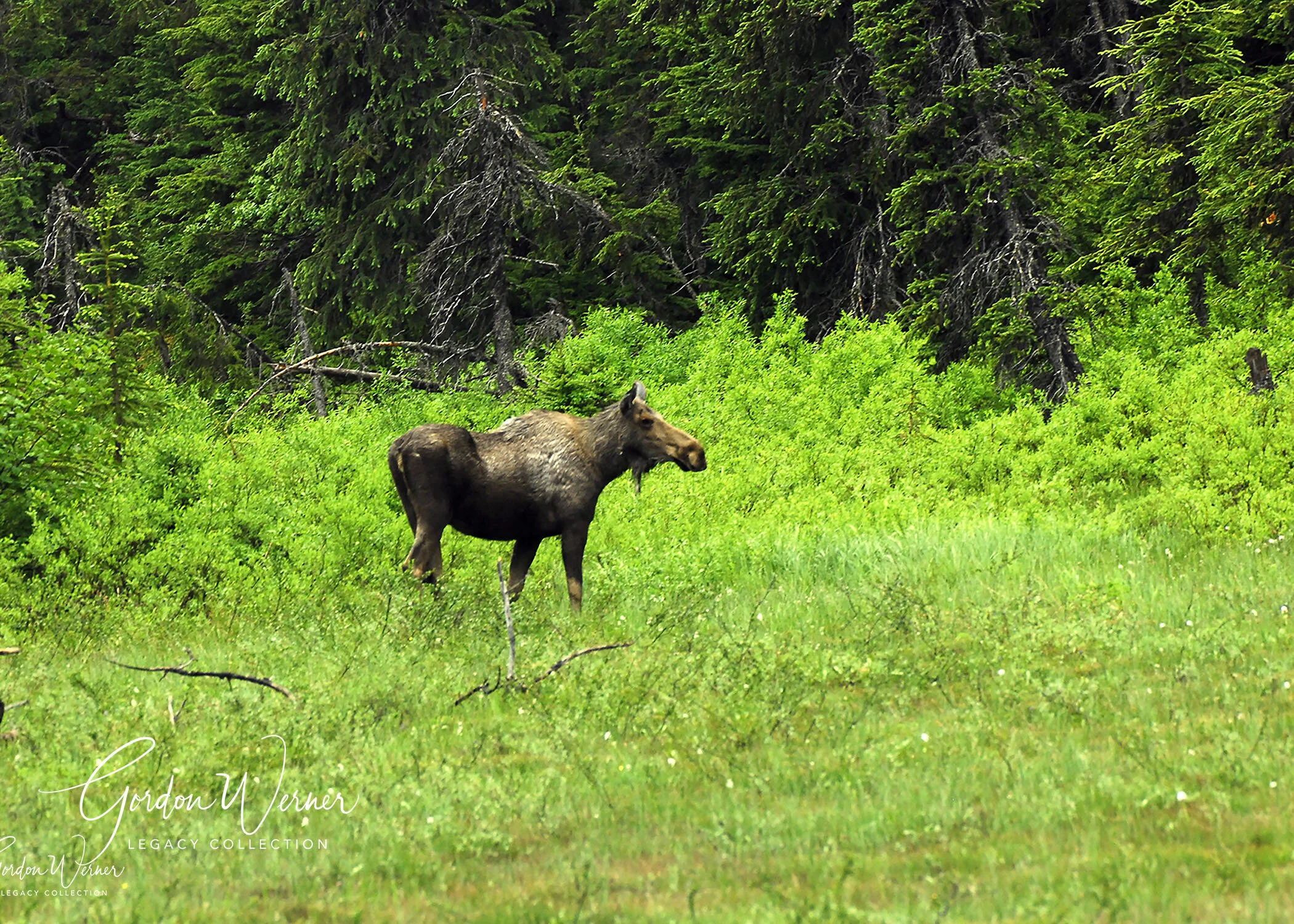 Alaska Moose.jpg