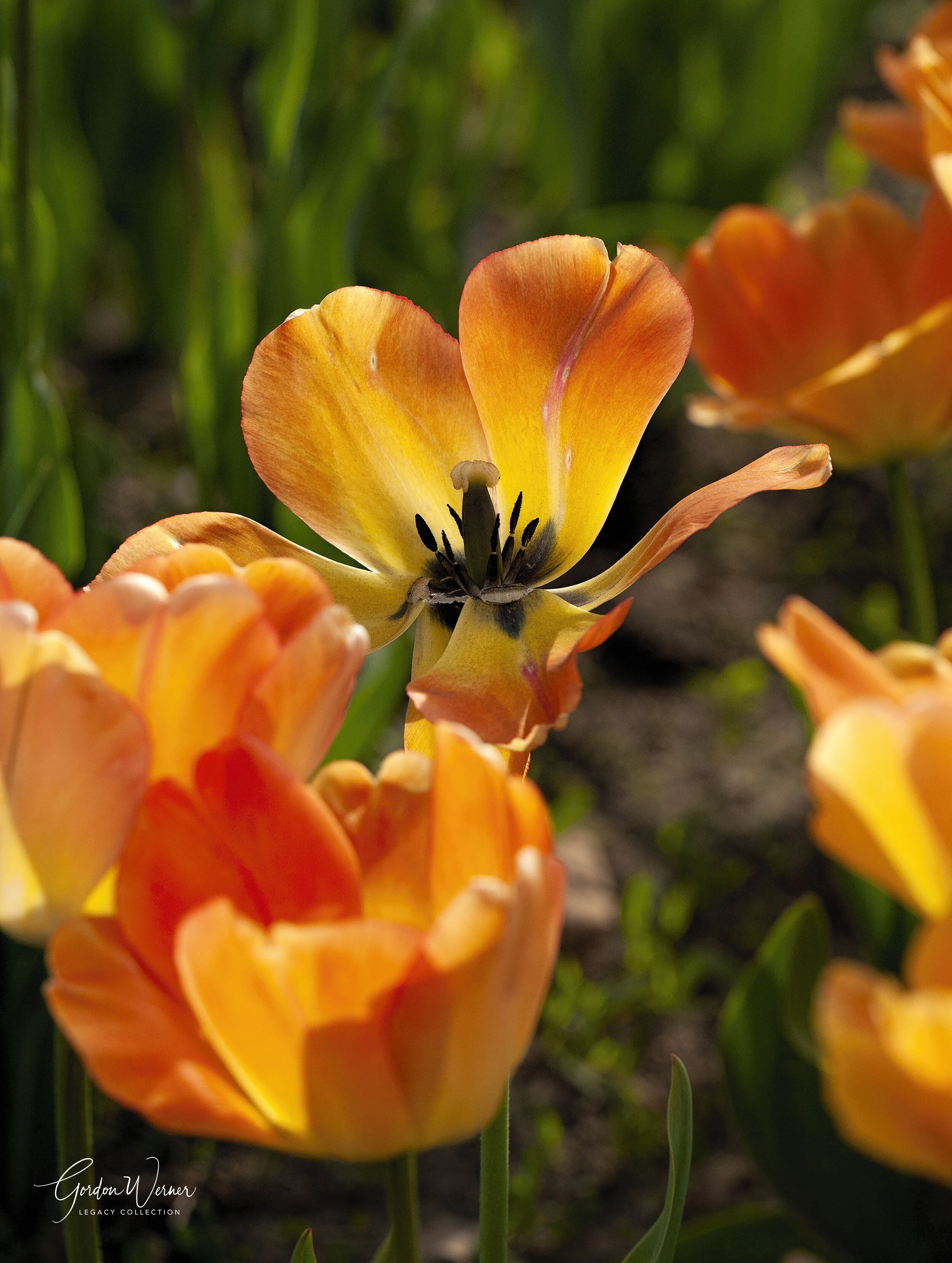 yellow:orange tulipDSC_2799.jpg